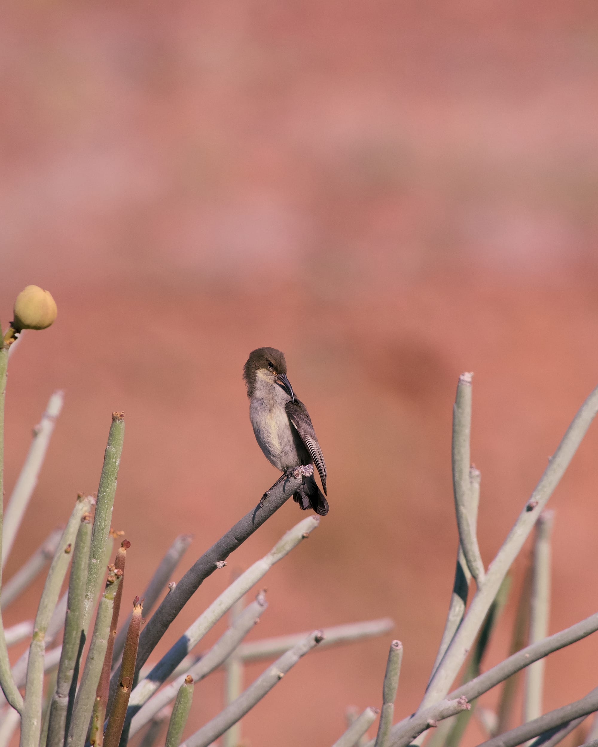 Birds of the Bush