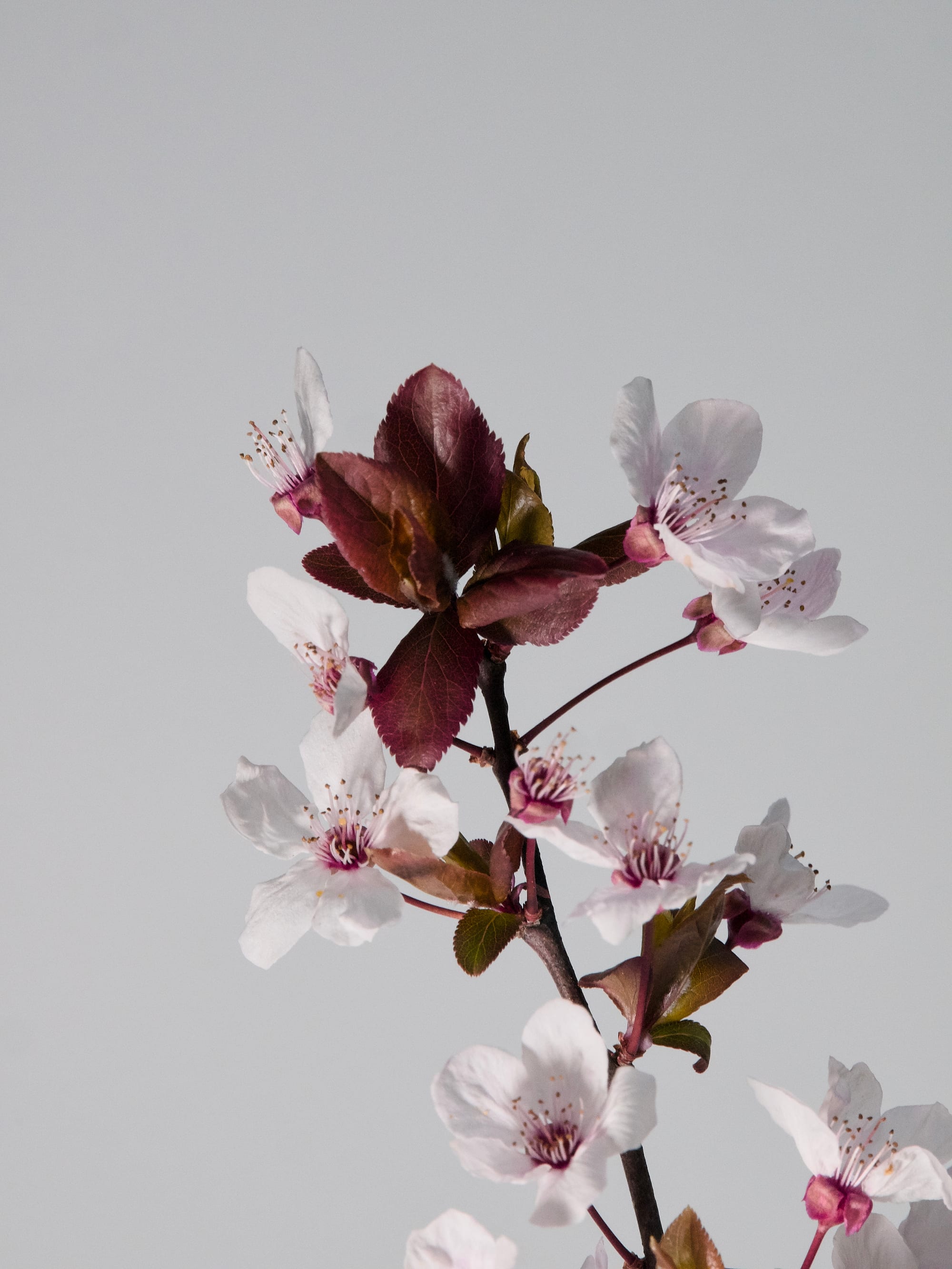 Plum Blossom