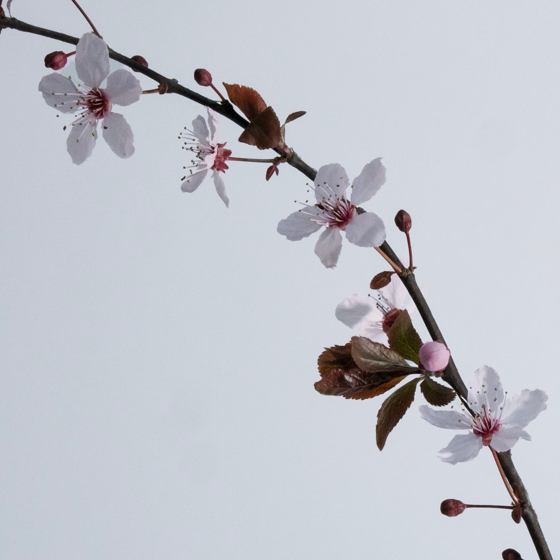 Plum Blossom