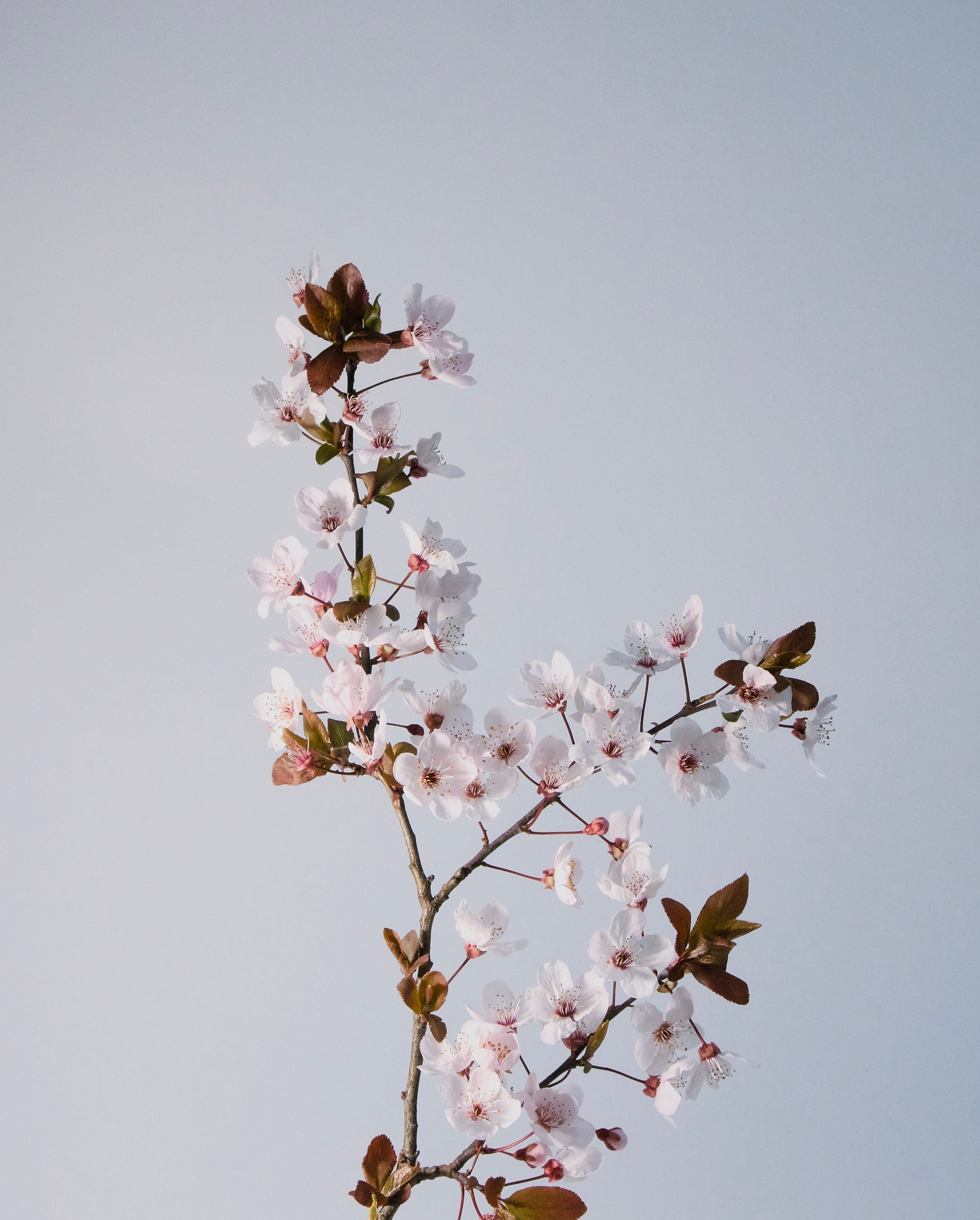 Plum Blossom