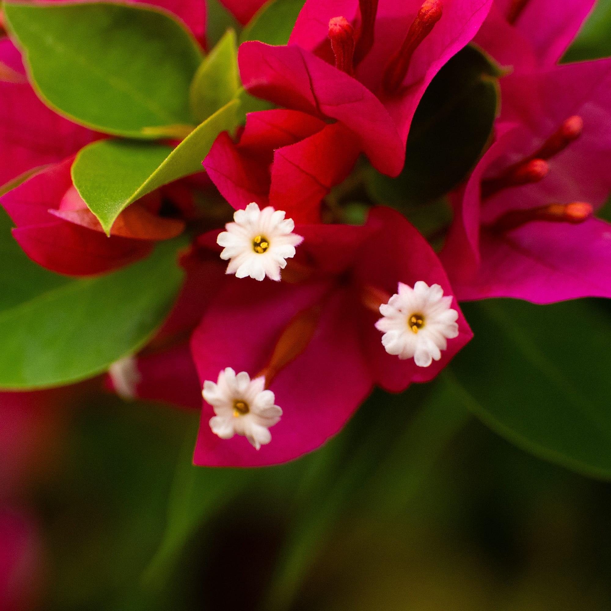 Tropical Flora