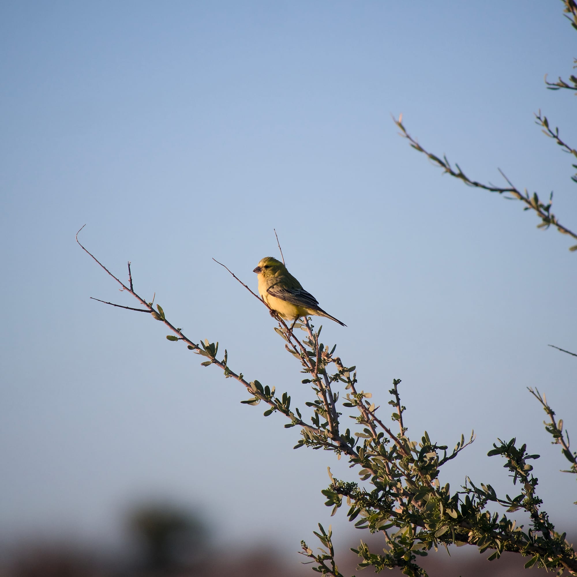 Birds of the Bush