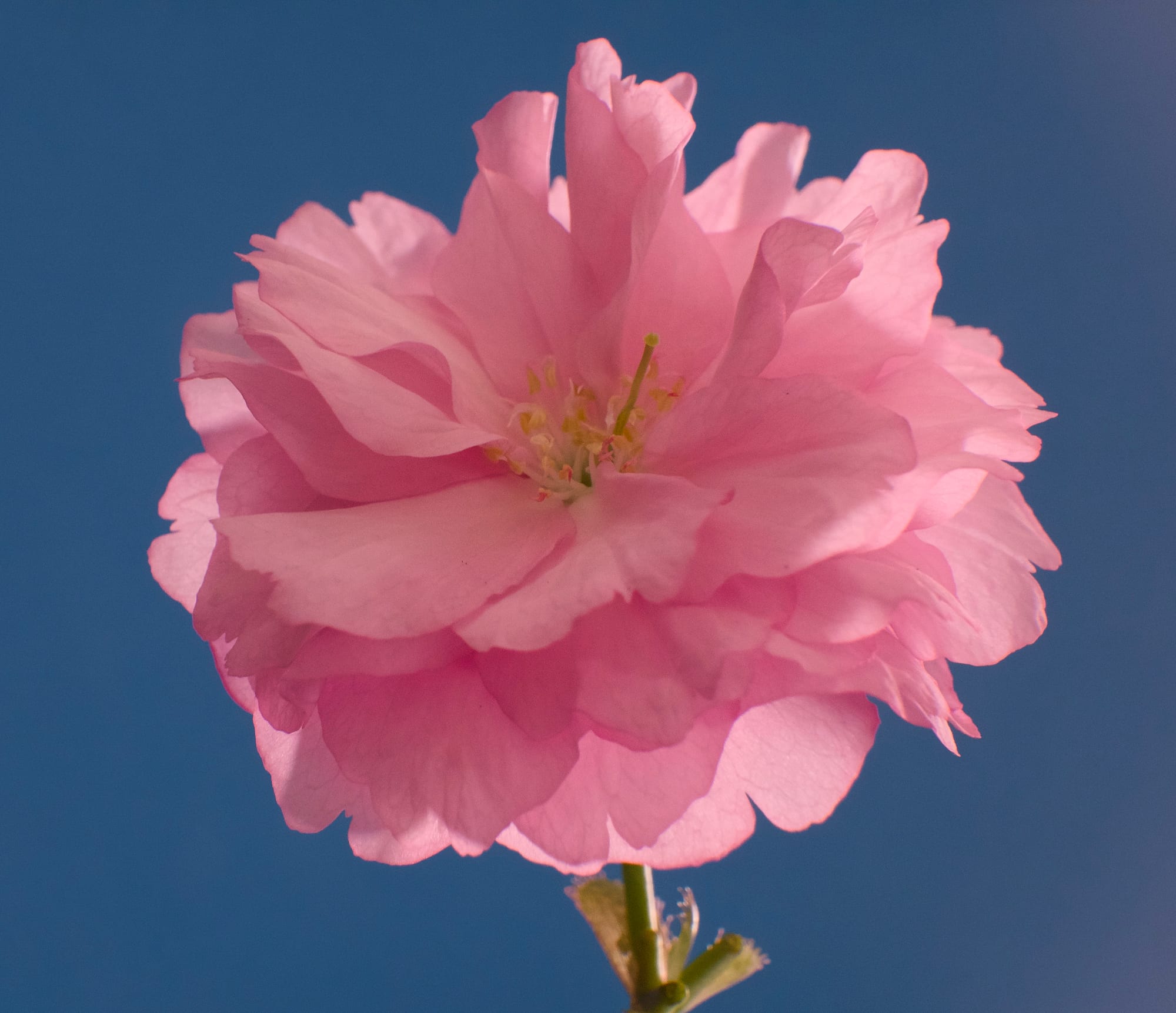 Cherry Blossom