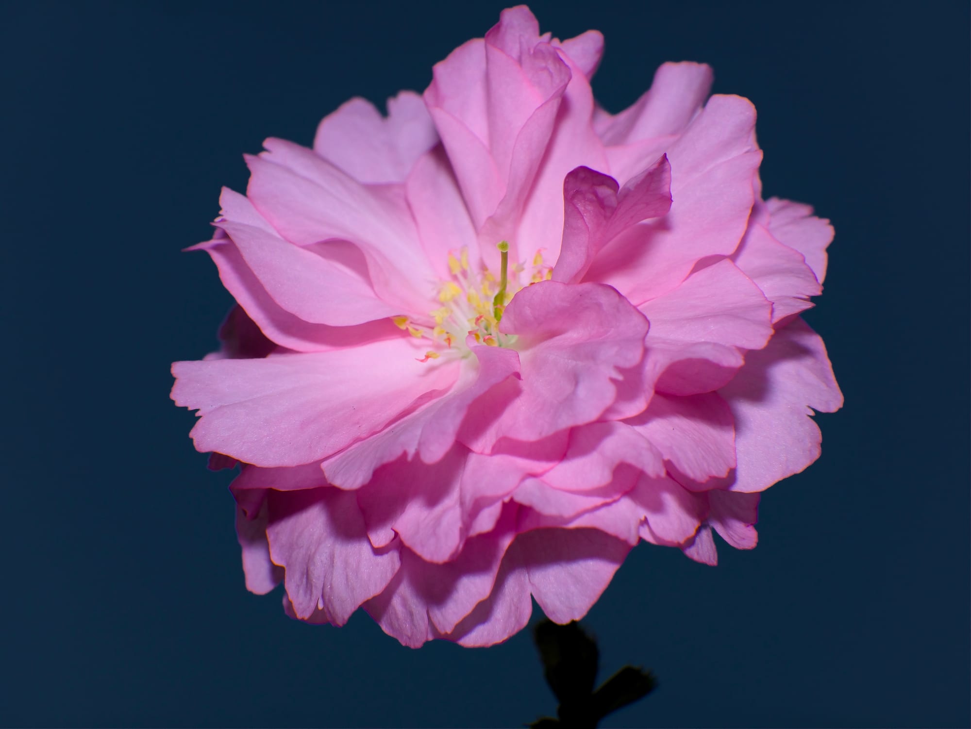 Cherry Blossom