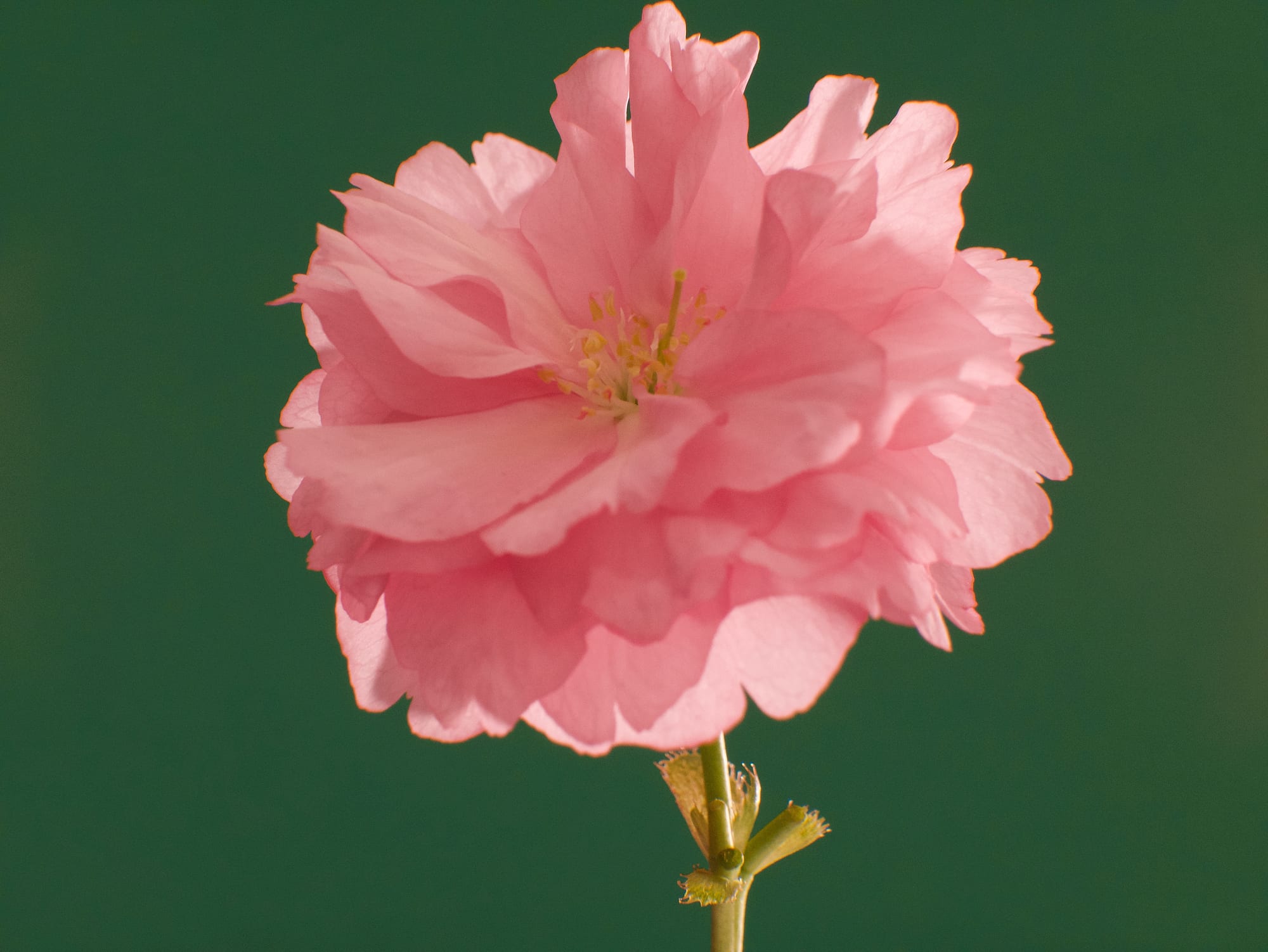 Cherry Blossom
