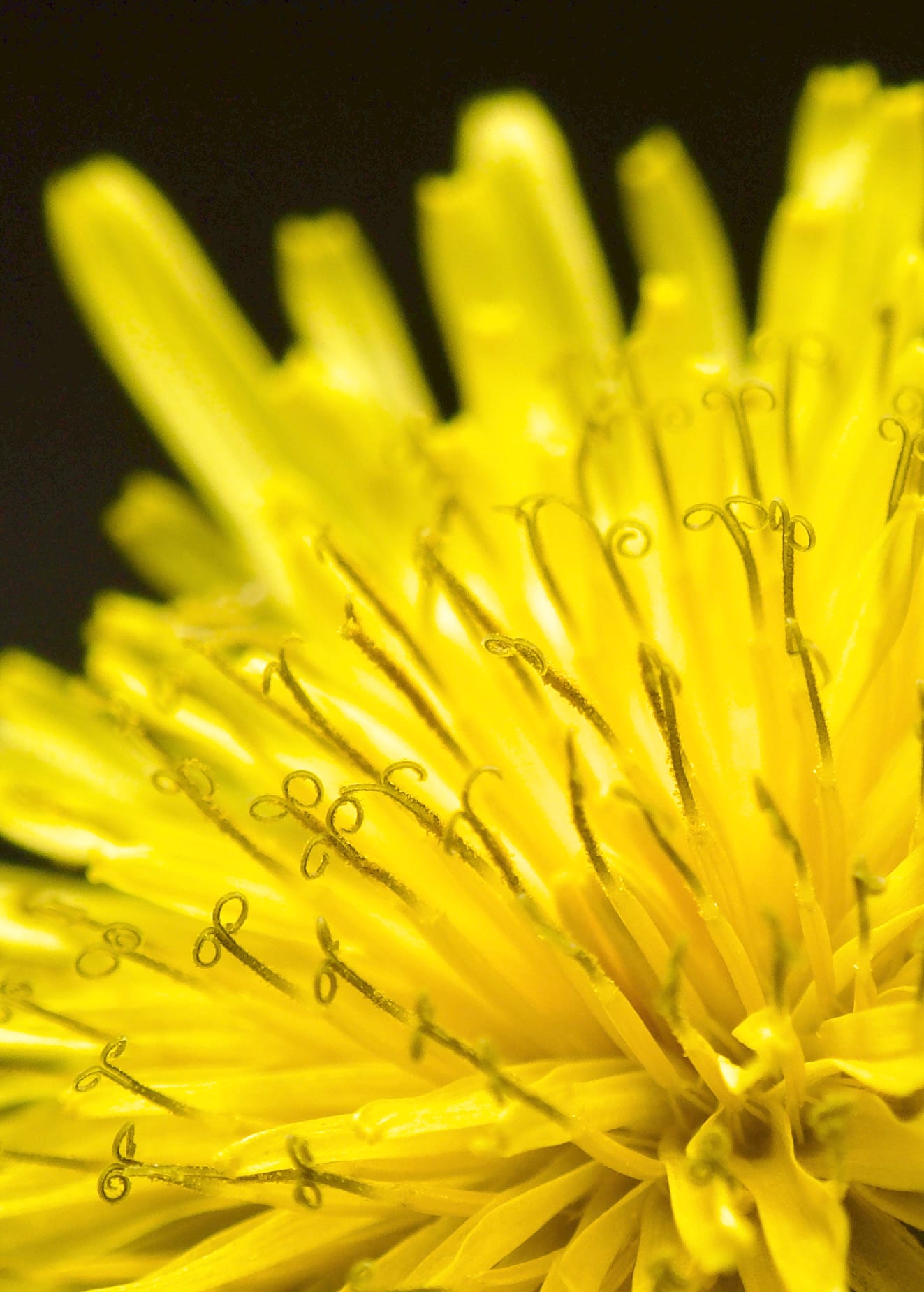Dandelions