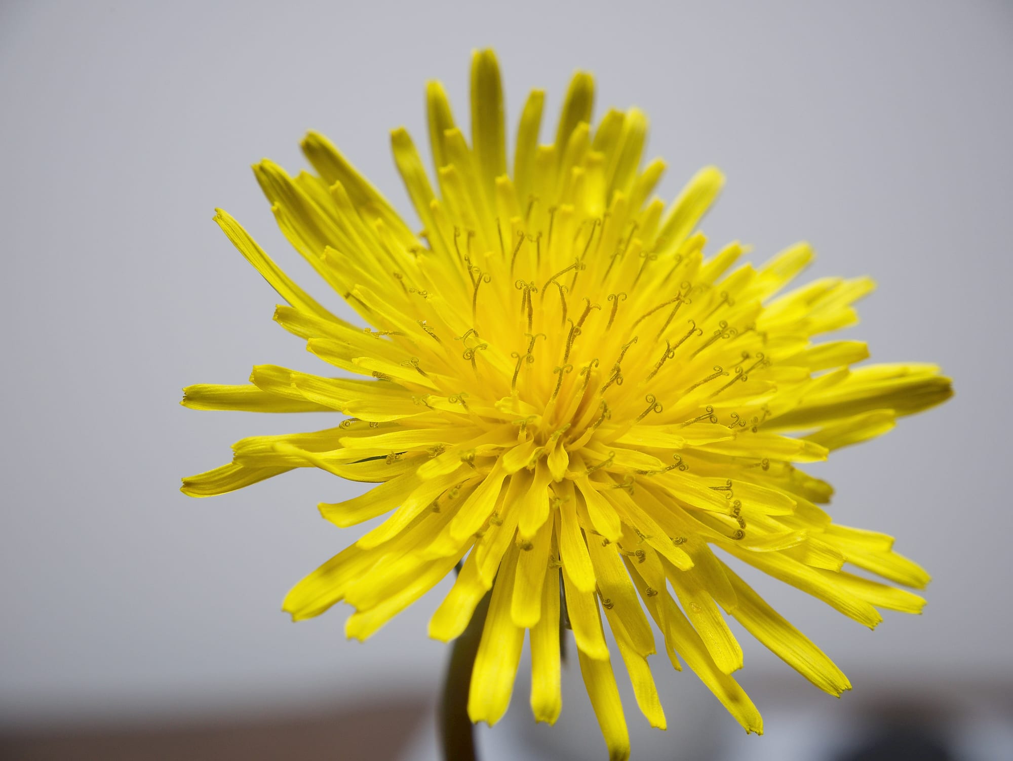 Dandelions
