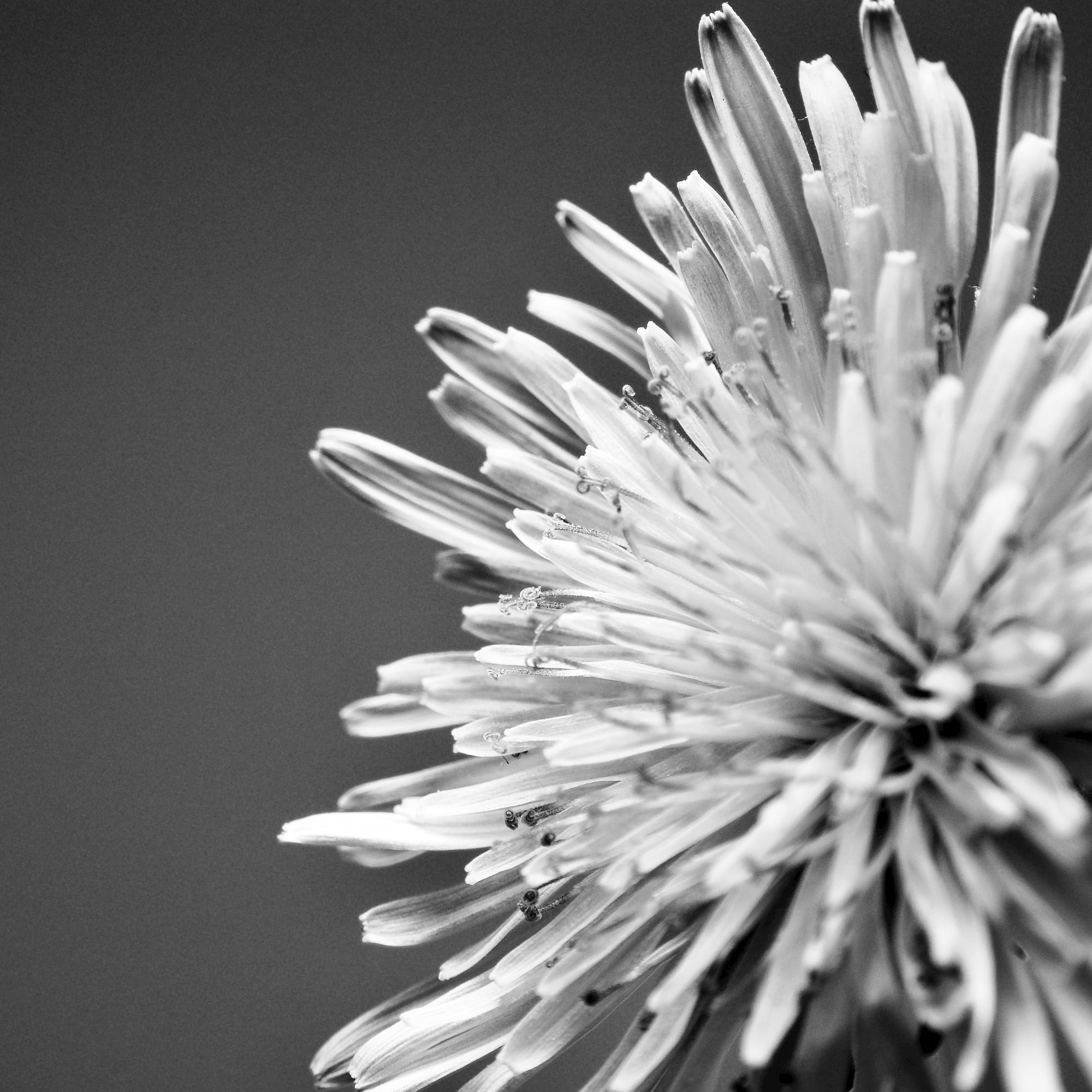 Dandelions