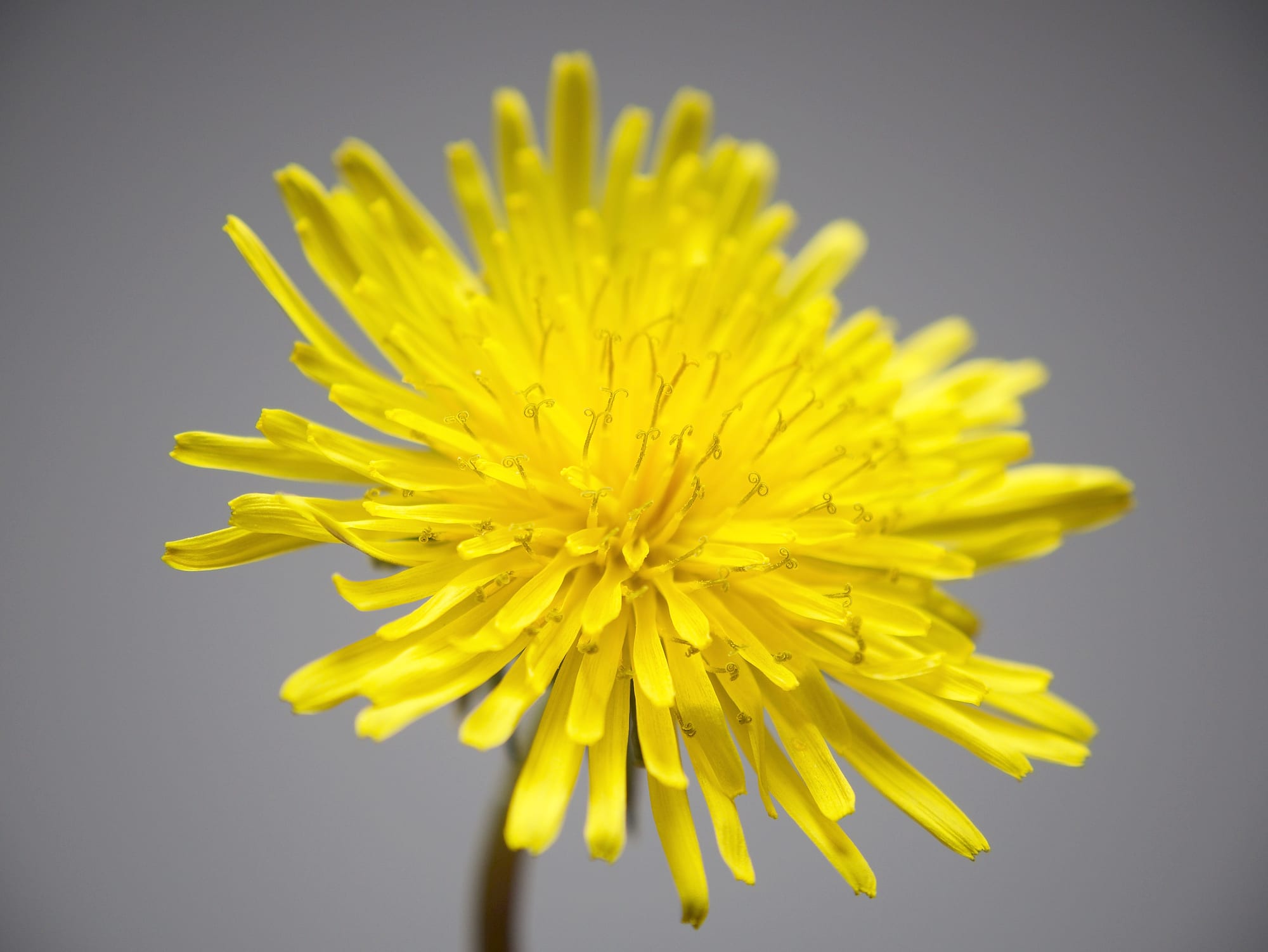 Dandelions