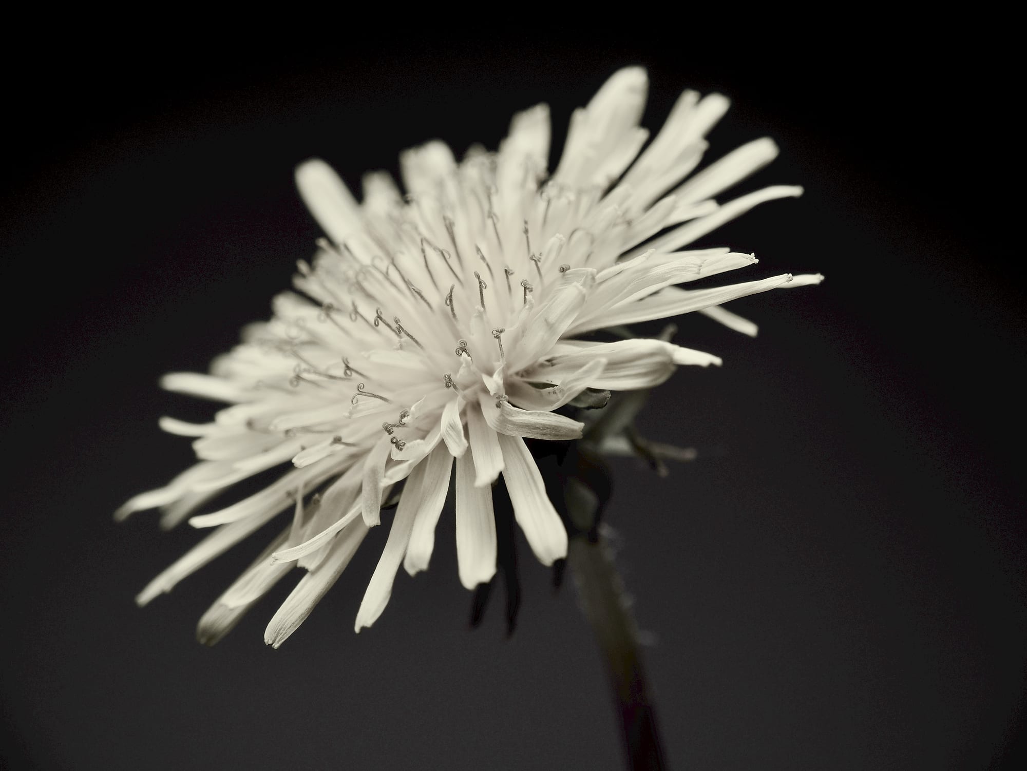 Dandelions