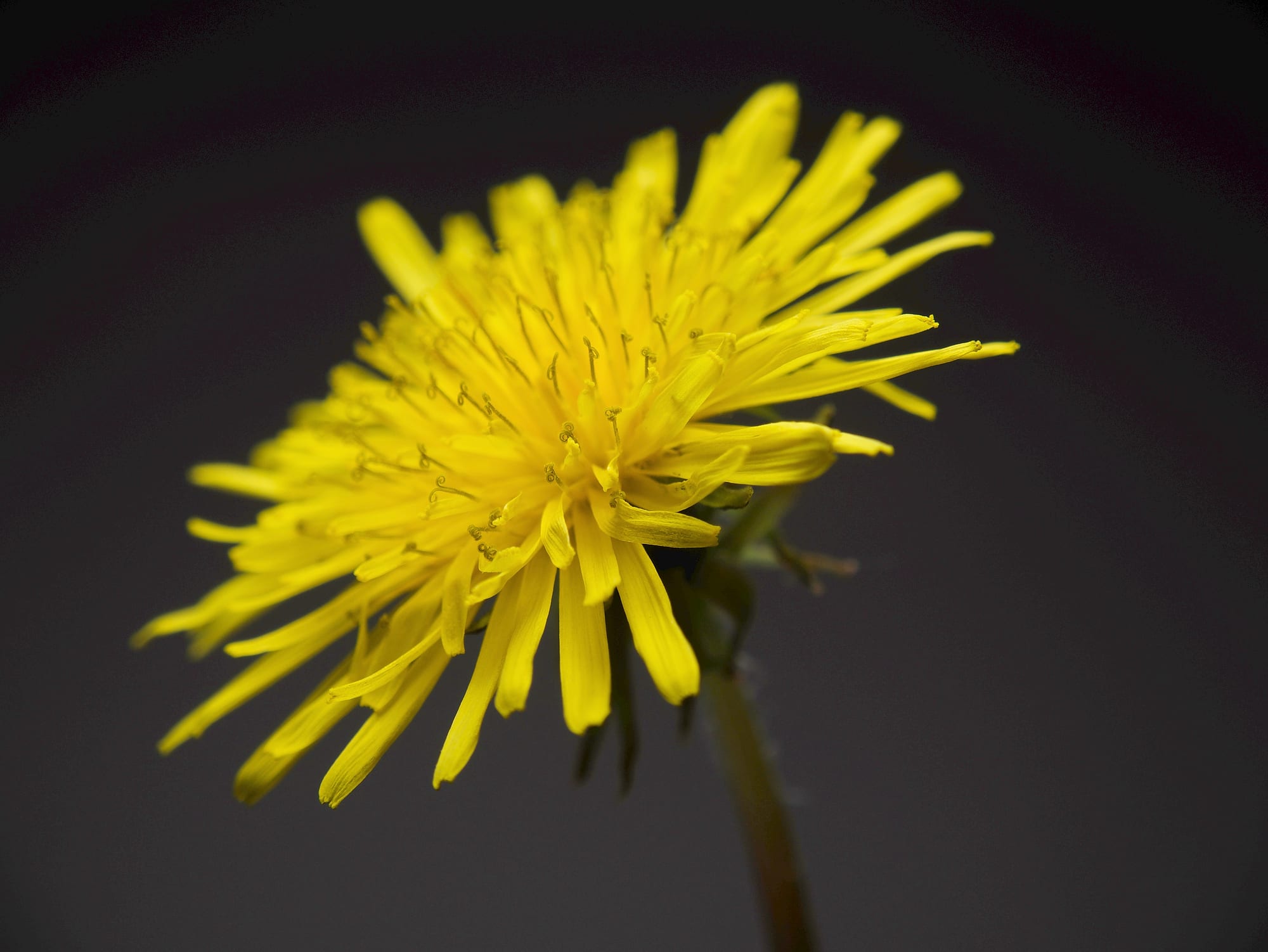 Dandelions