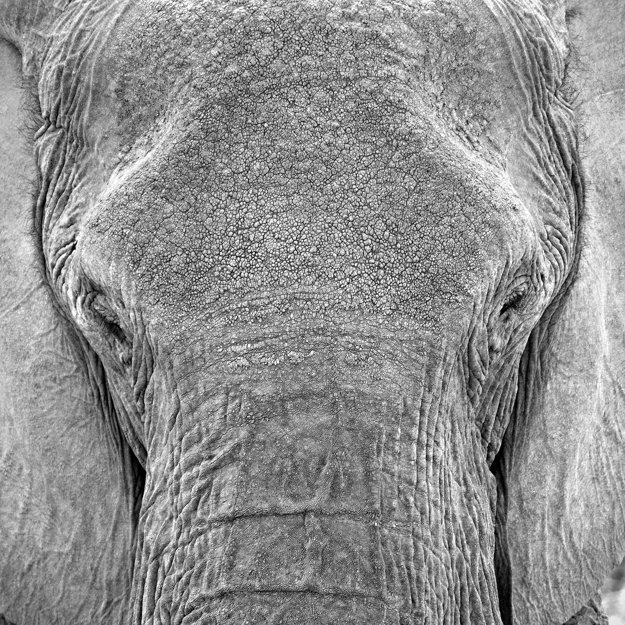 Elephant Skin