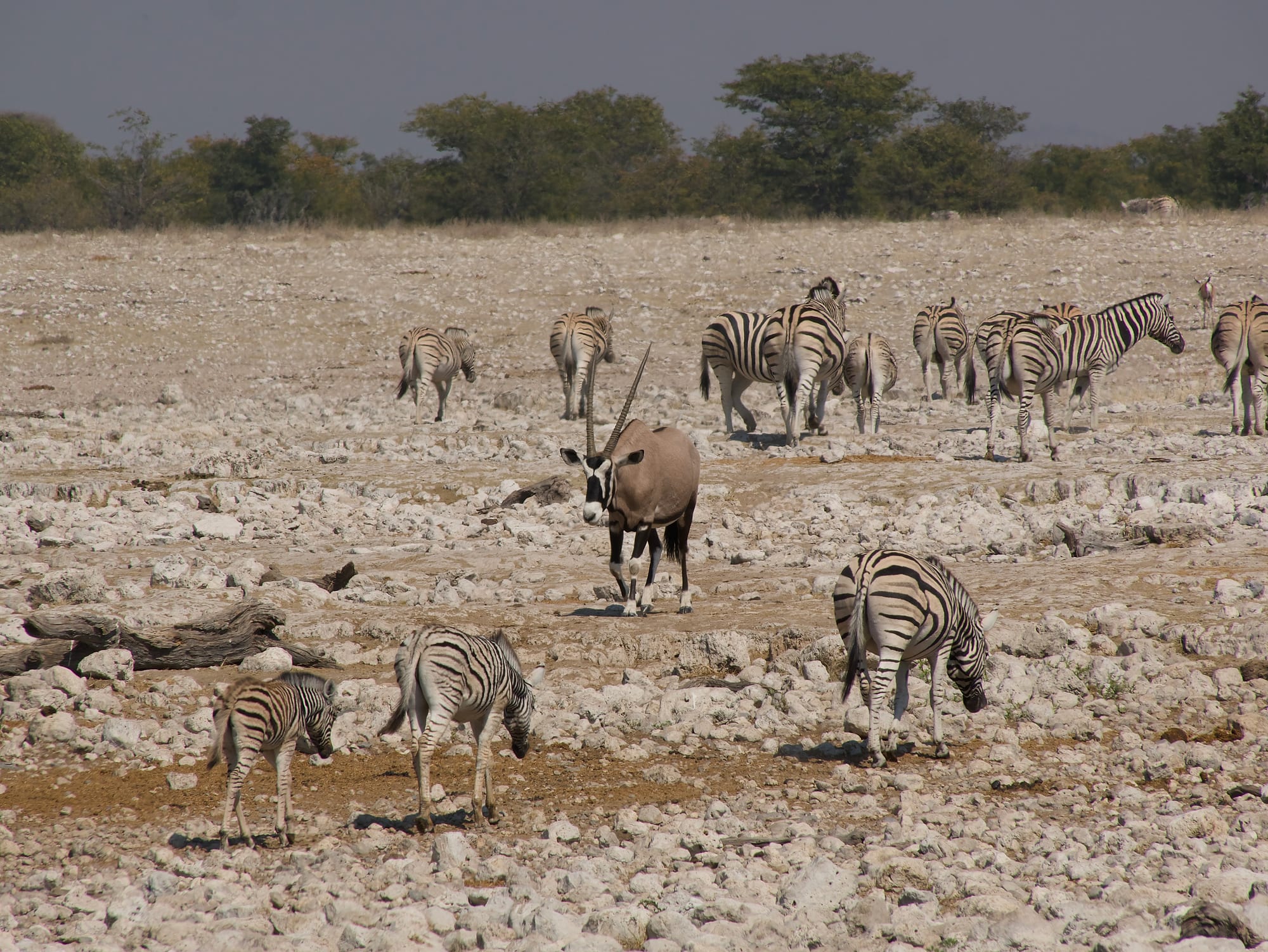 At the Waterhole