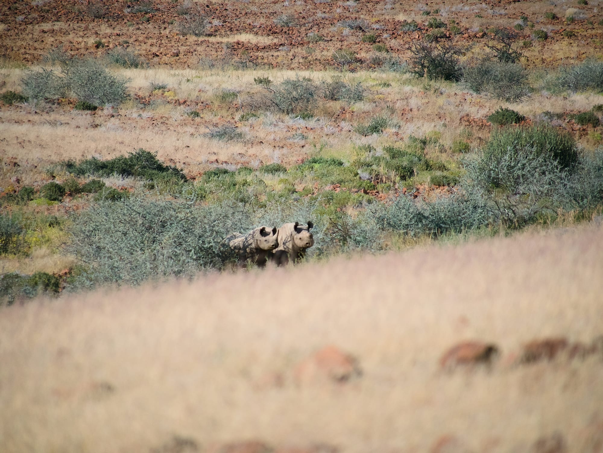 Tracking Black Rhino
