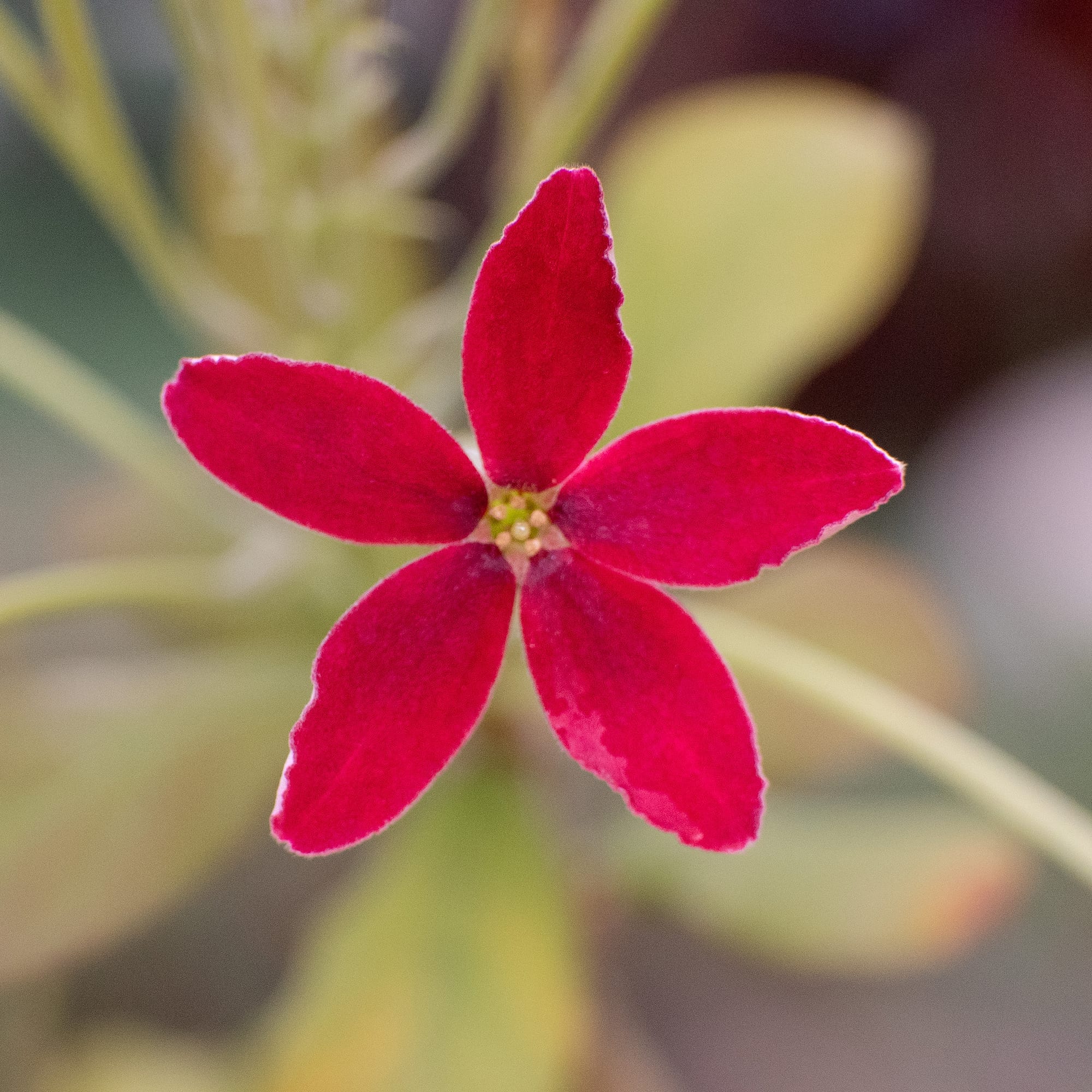 Tropical Flora