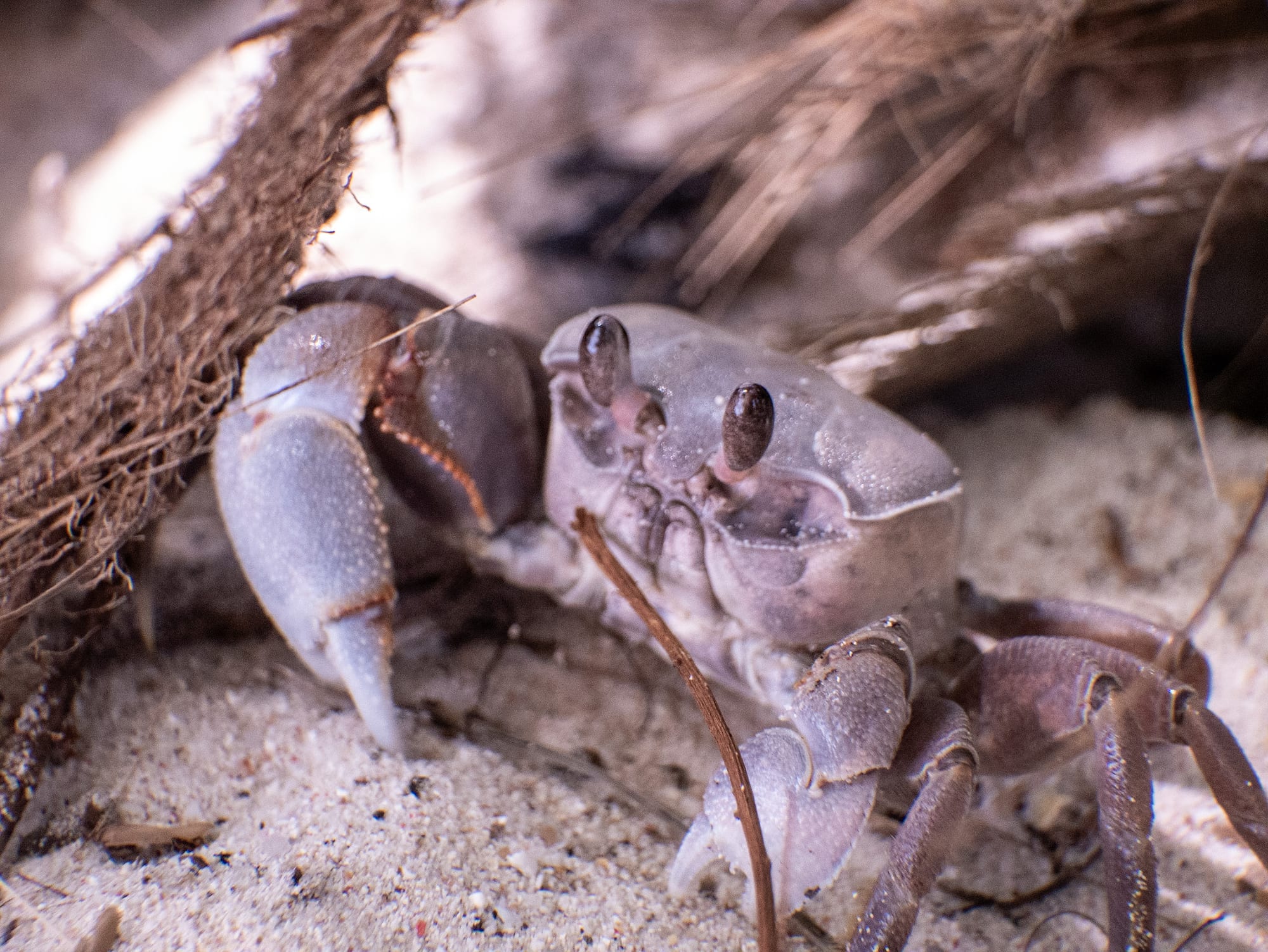 Island Creatures