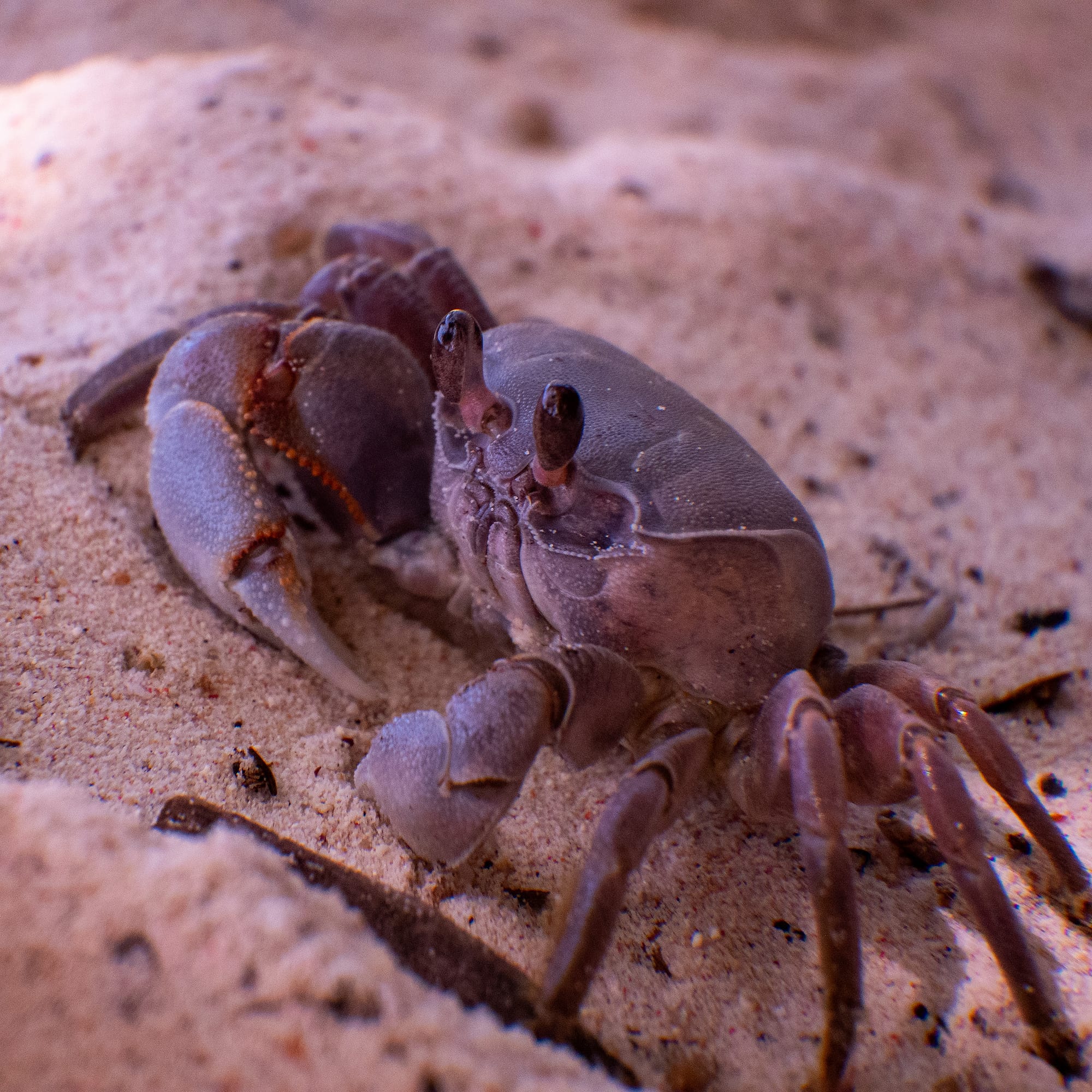 Island Creatures