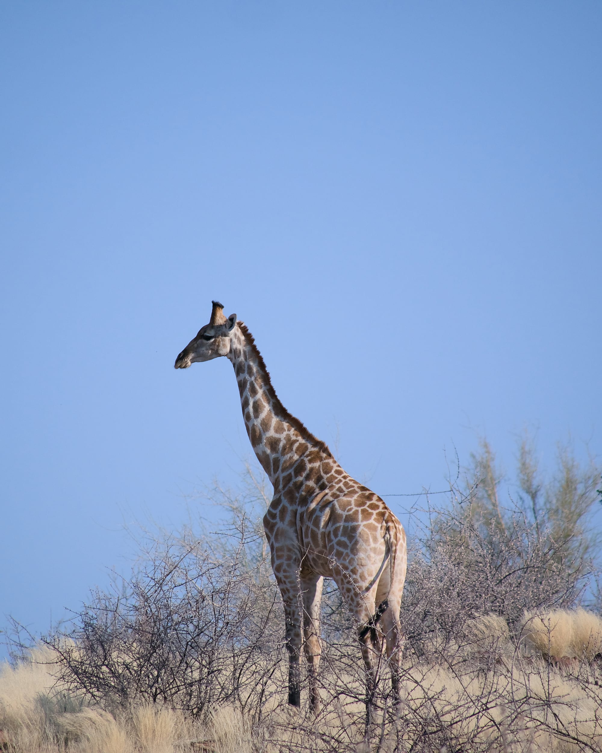Giraffes
