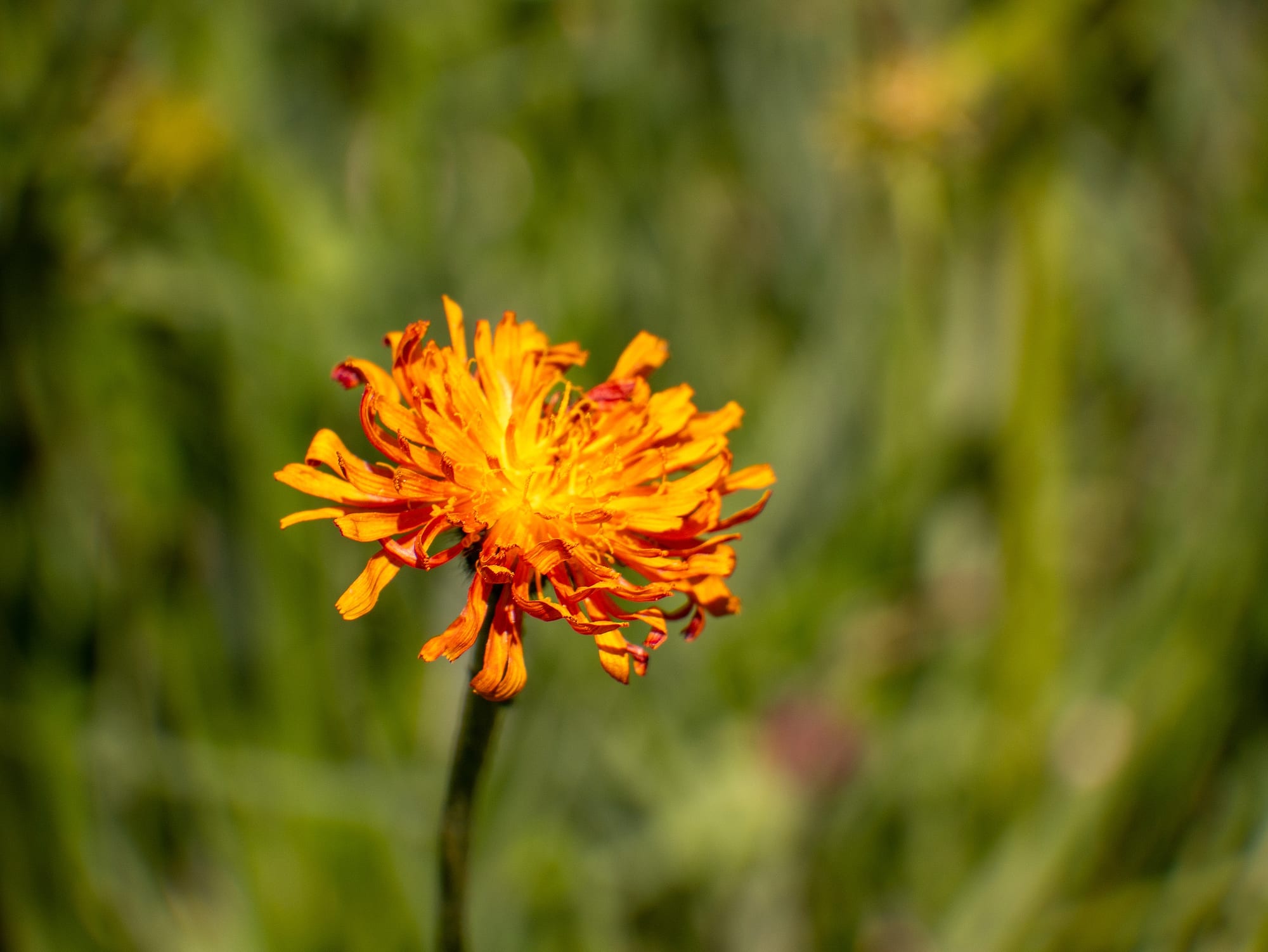 Alpine Flowers