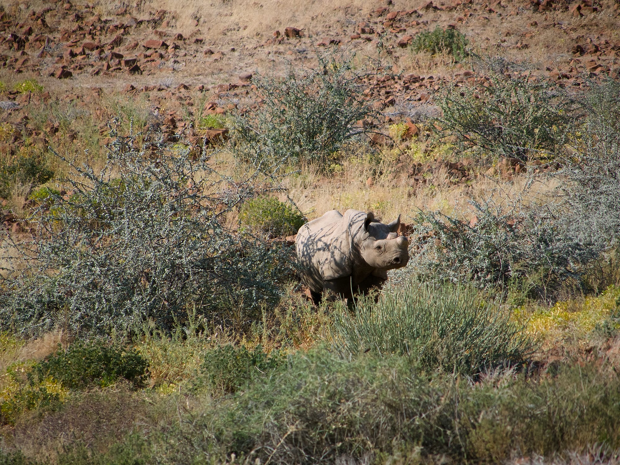 Tracking Black Rhino