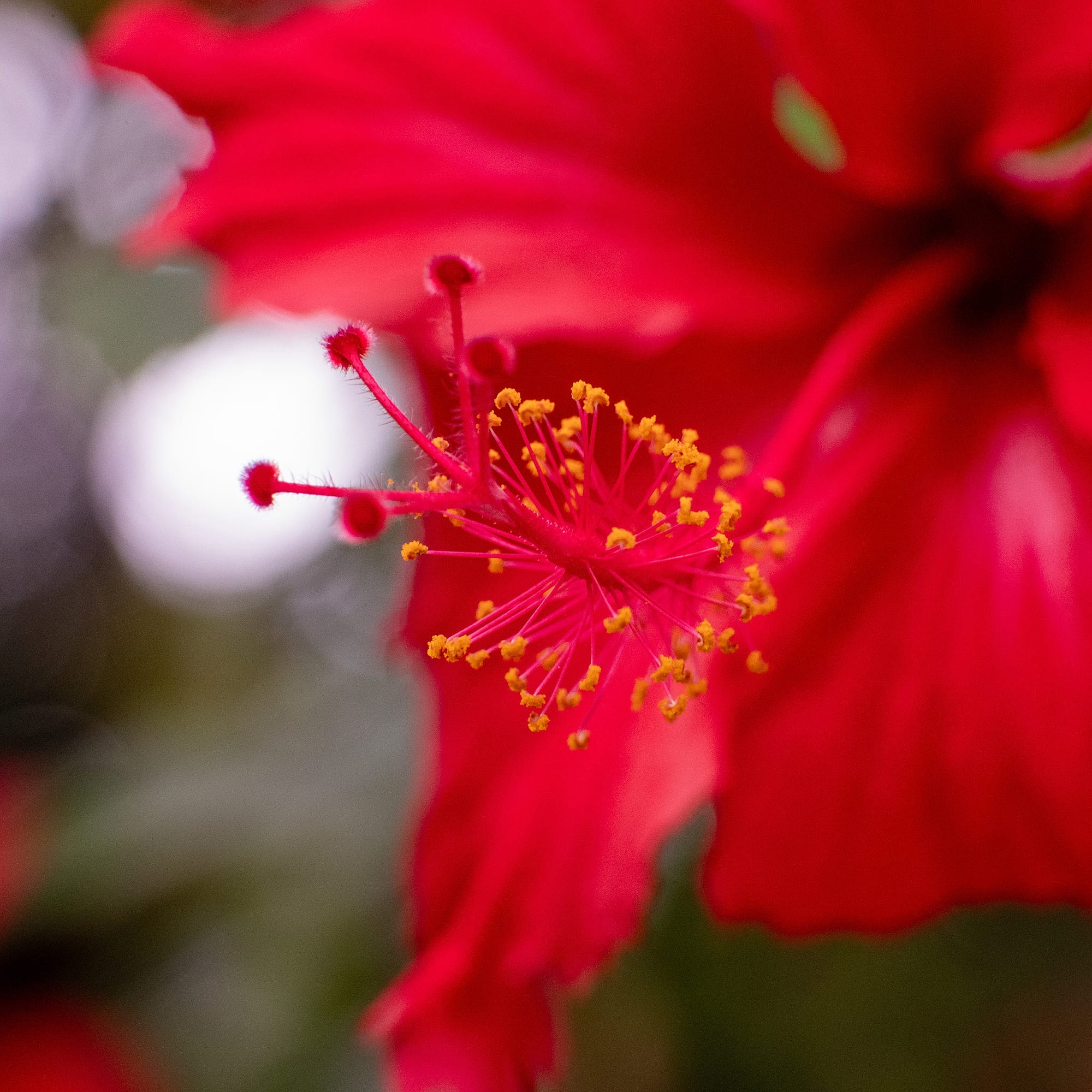 Tropical Flora