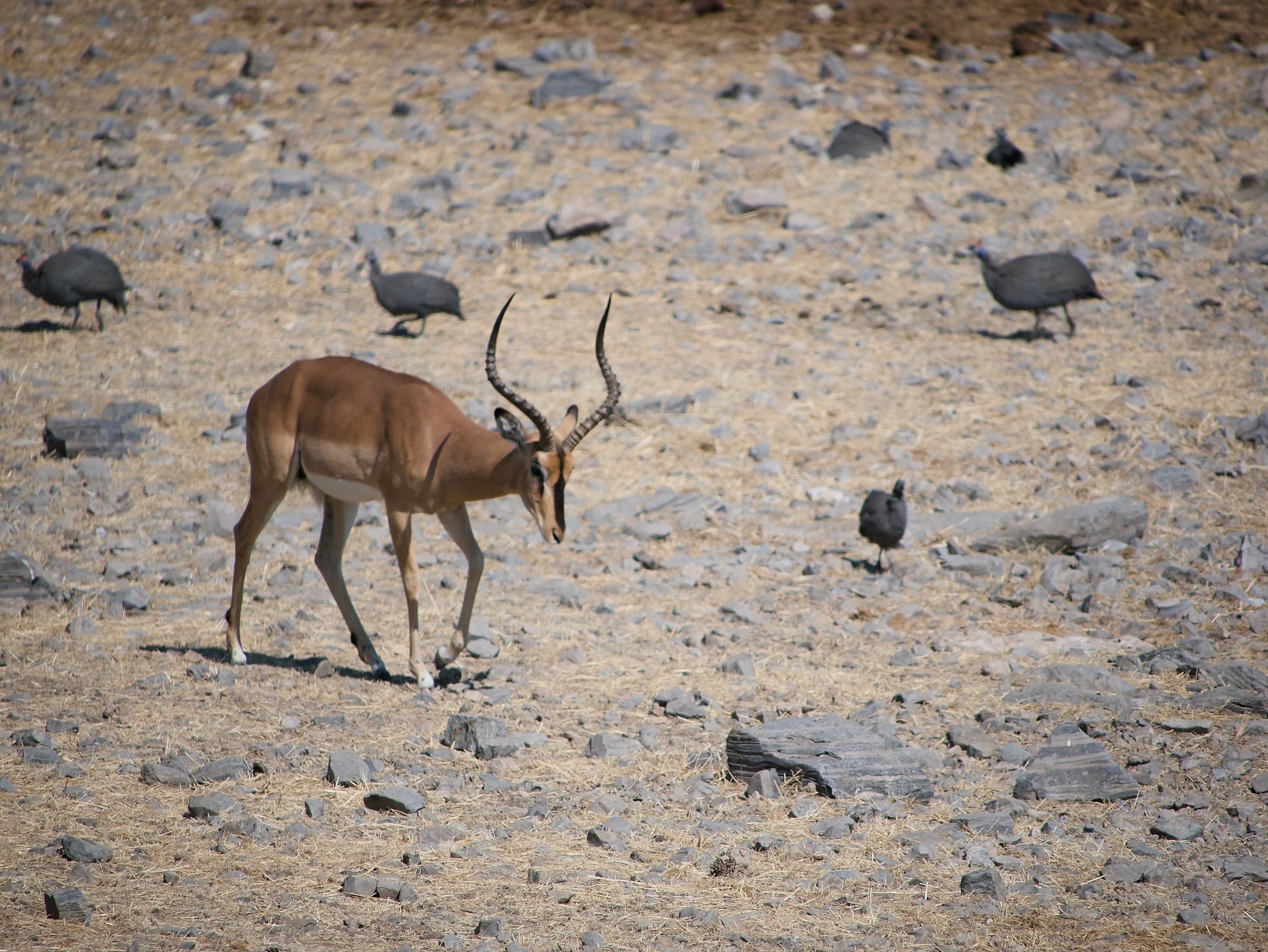 At the Waterhole