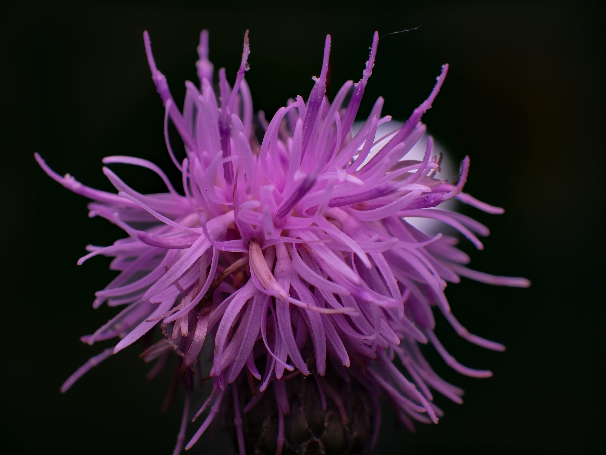 Alpine Flowers