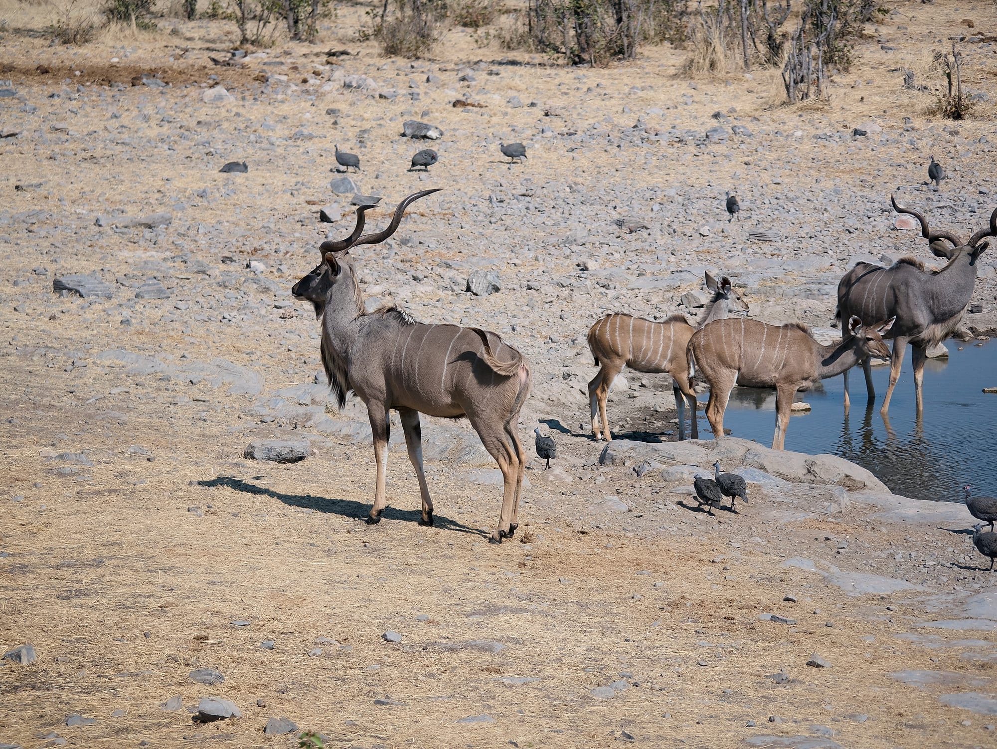 At the Waterhole
