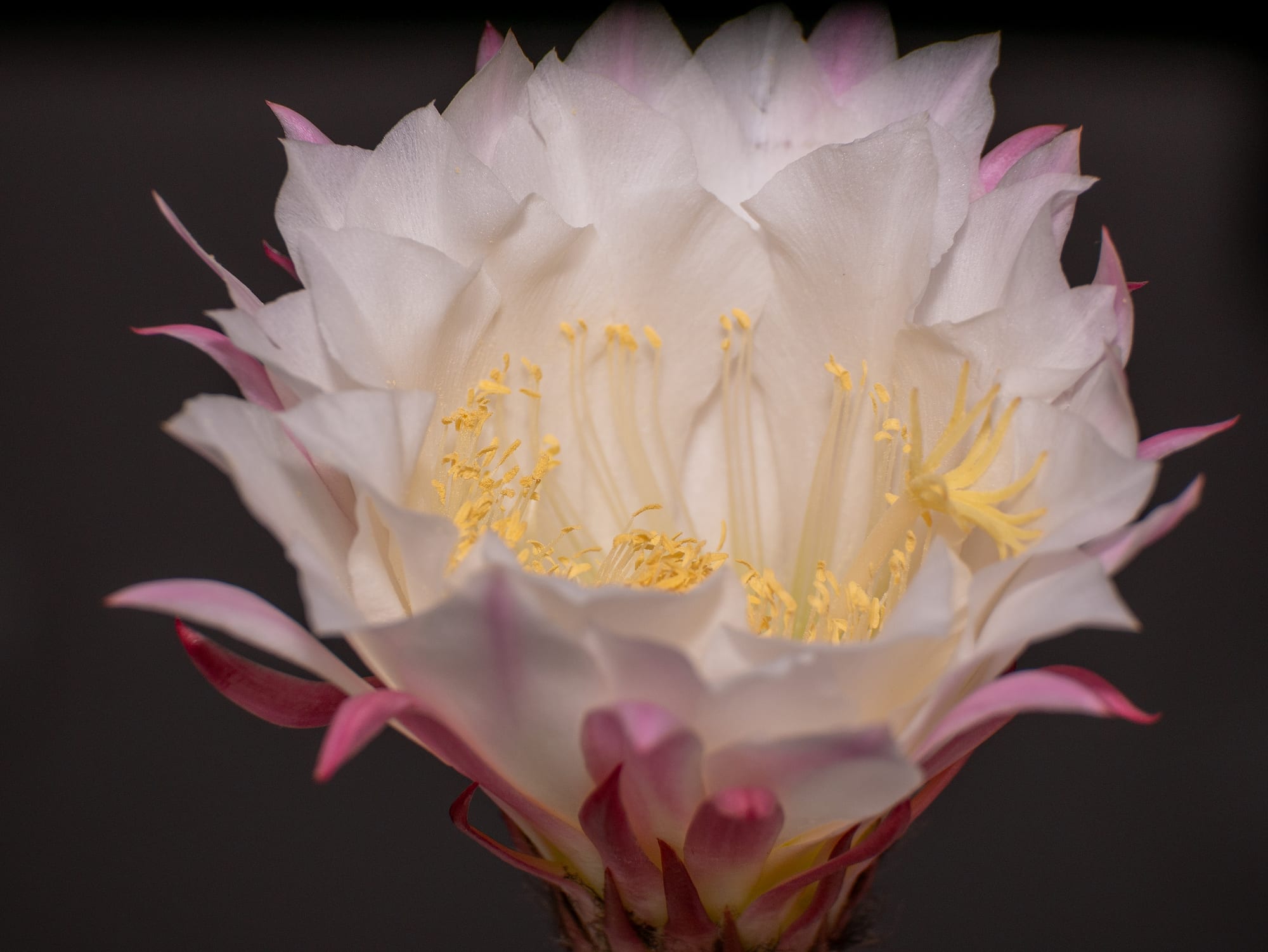 Night Cactus