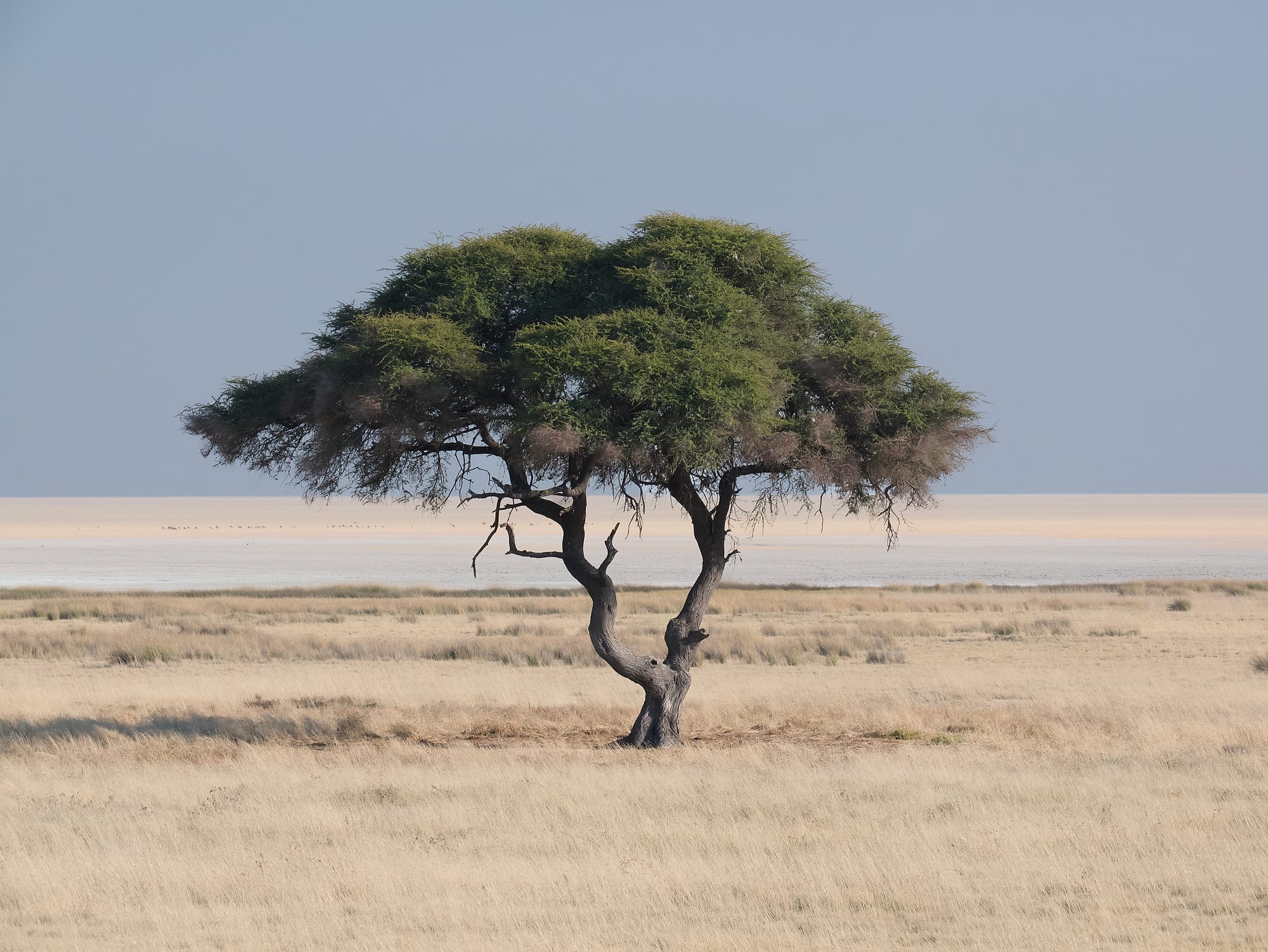 One Tree, One Pan