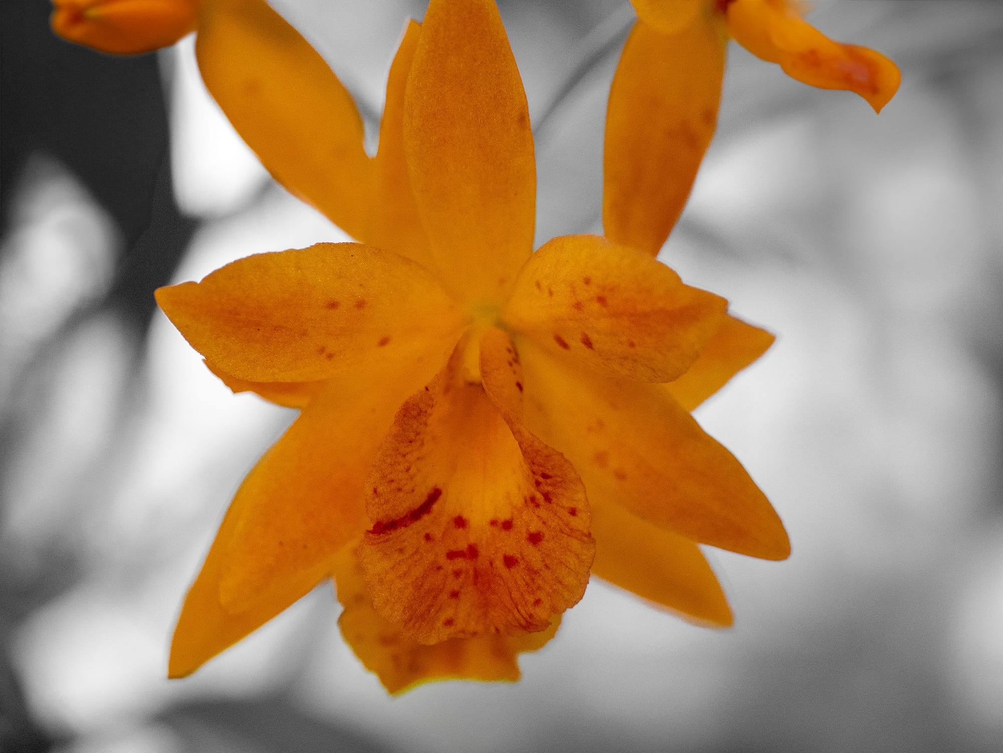 Tropical Flora
