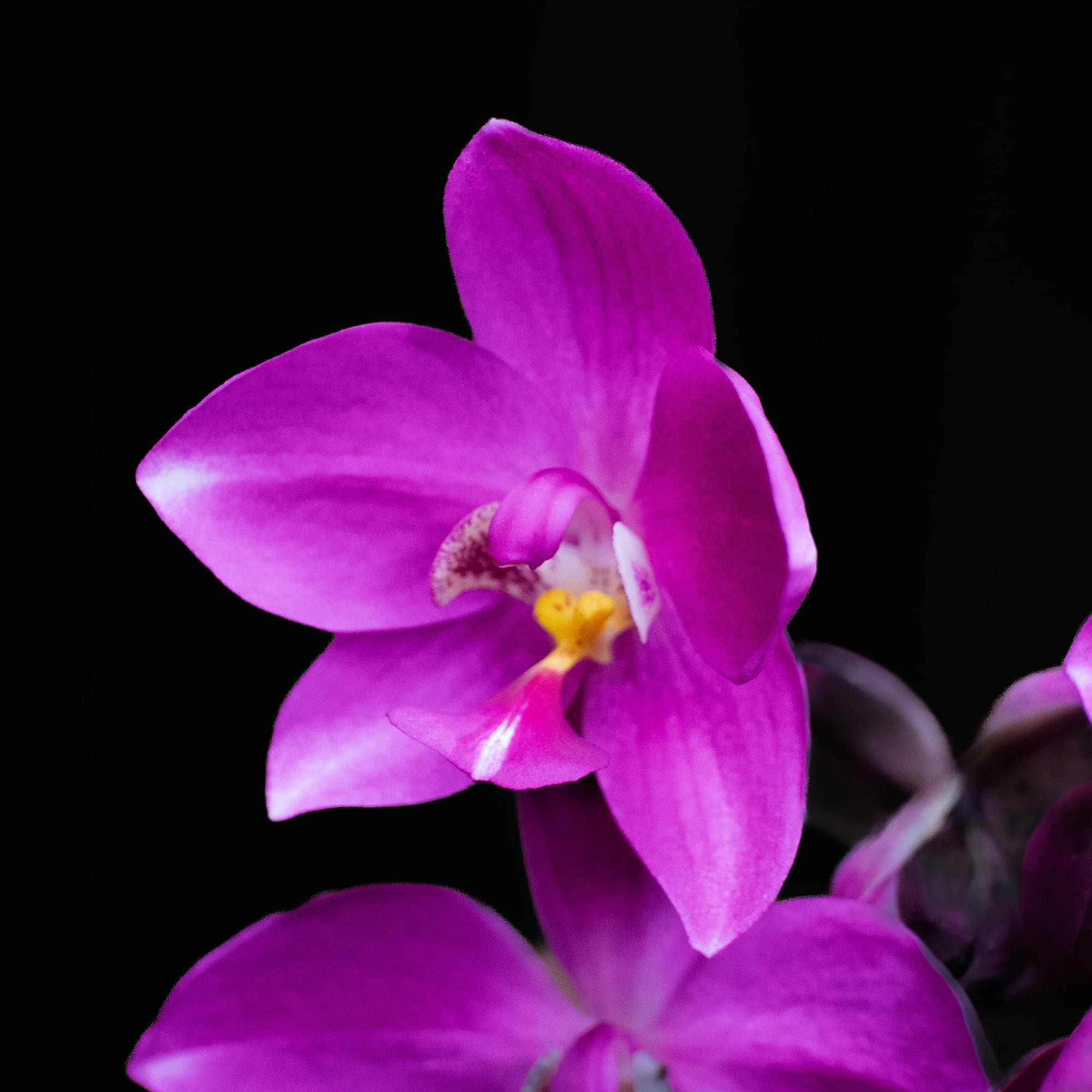 Tropical Flora