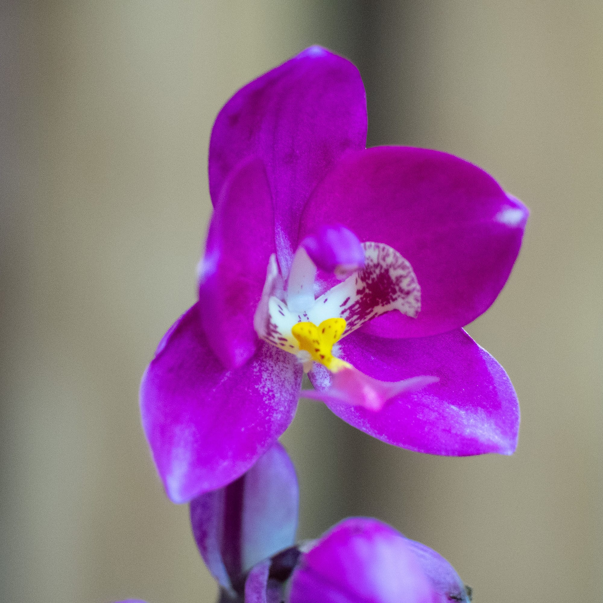 Tropical Flora