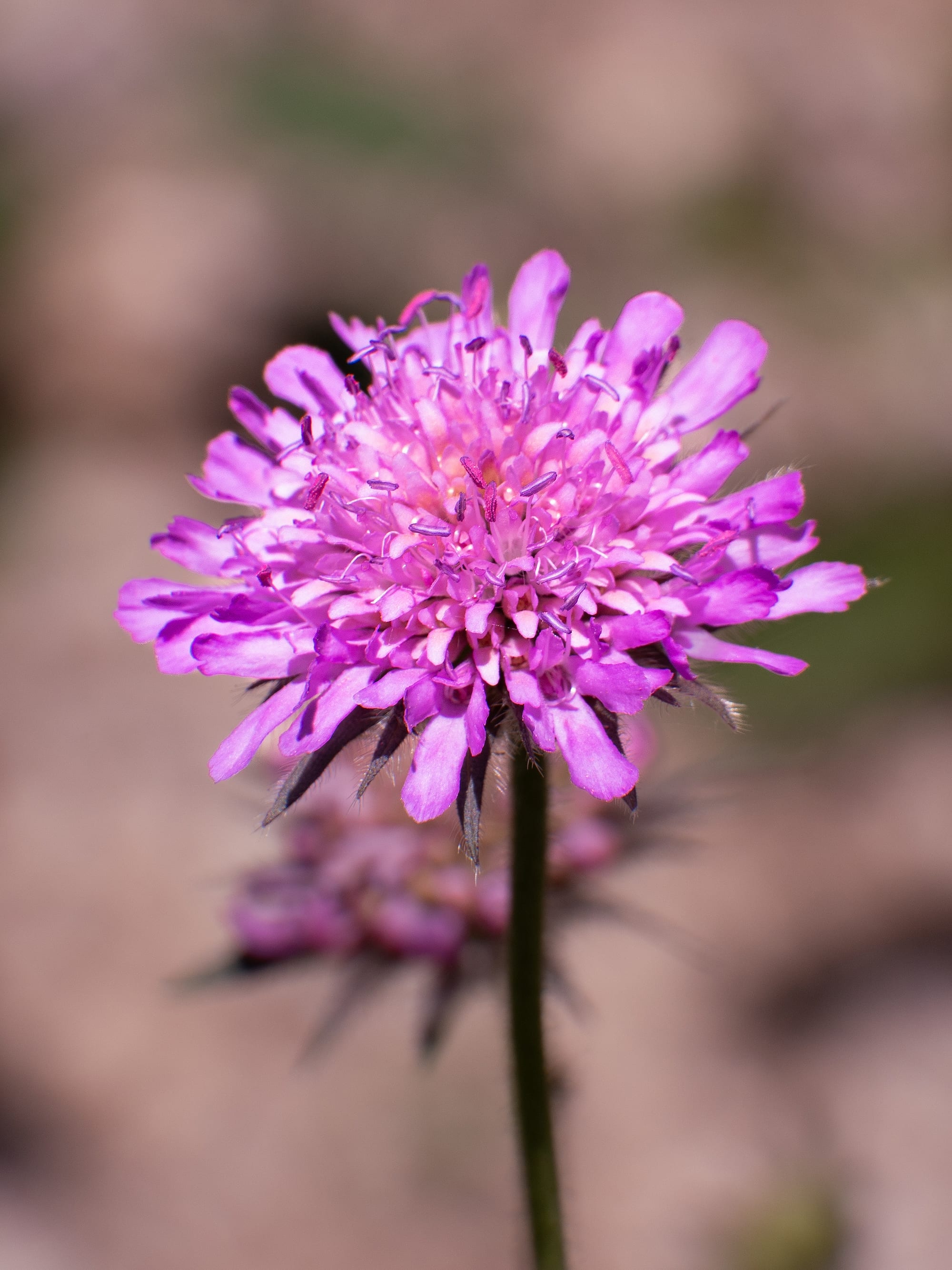 Alpine Flowers