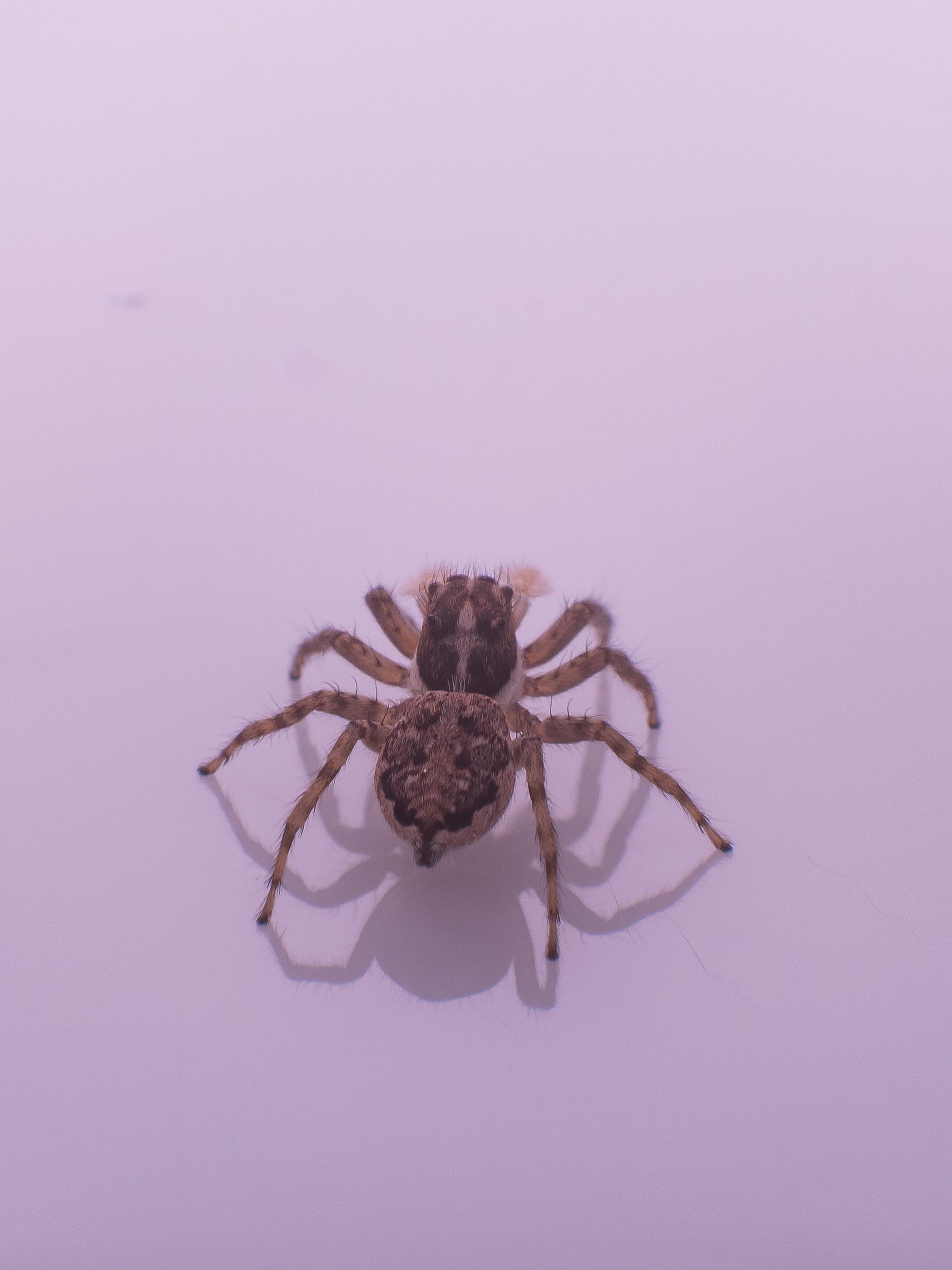 Spider on Lilac