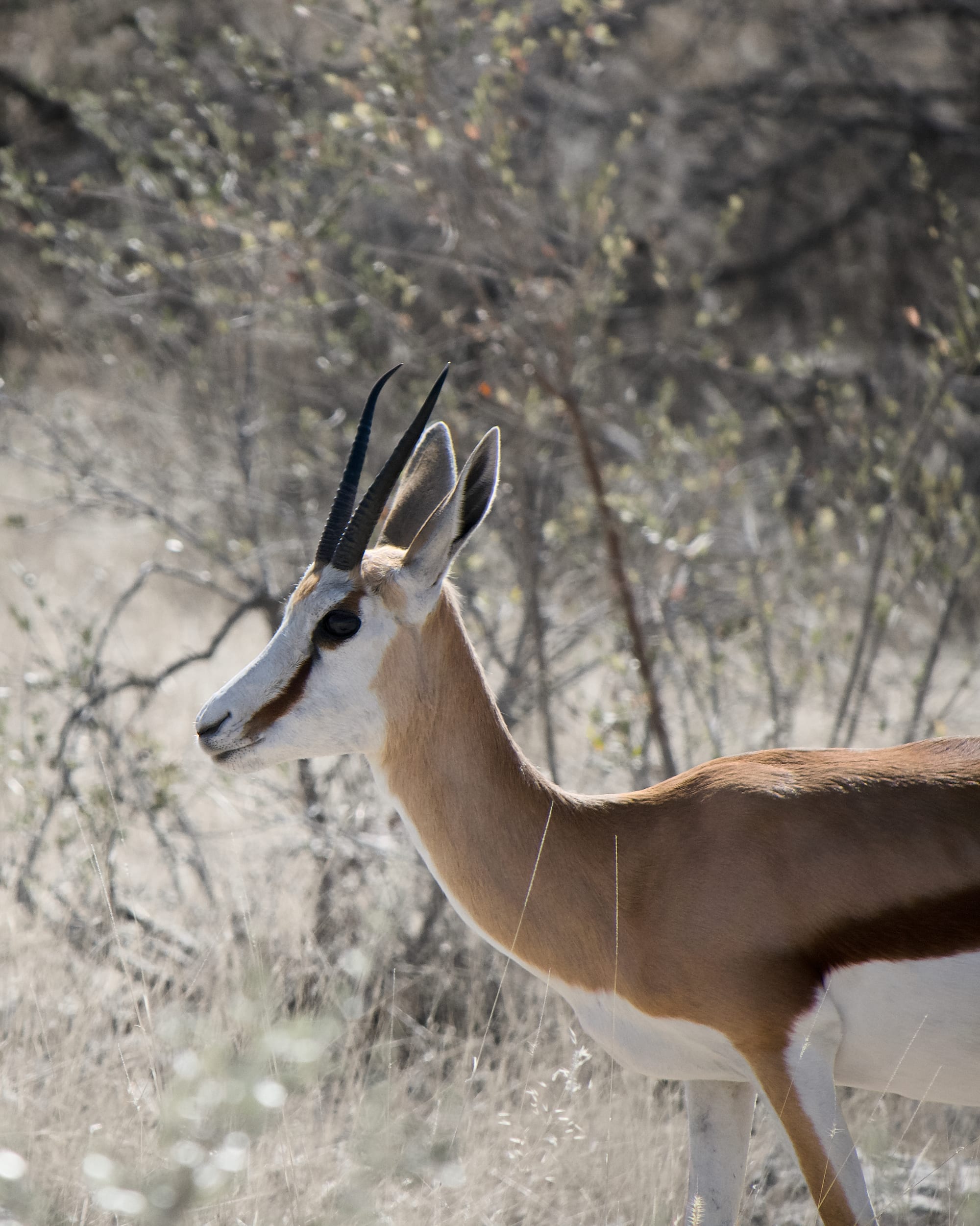 Antelope