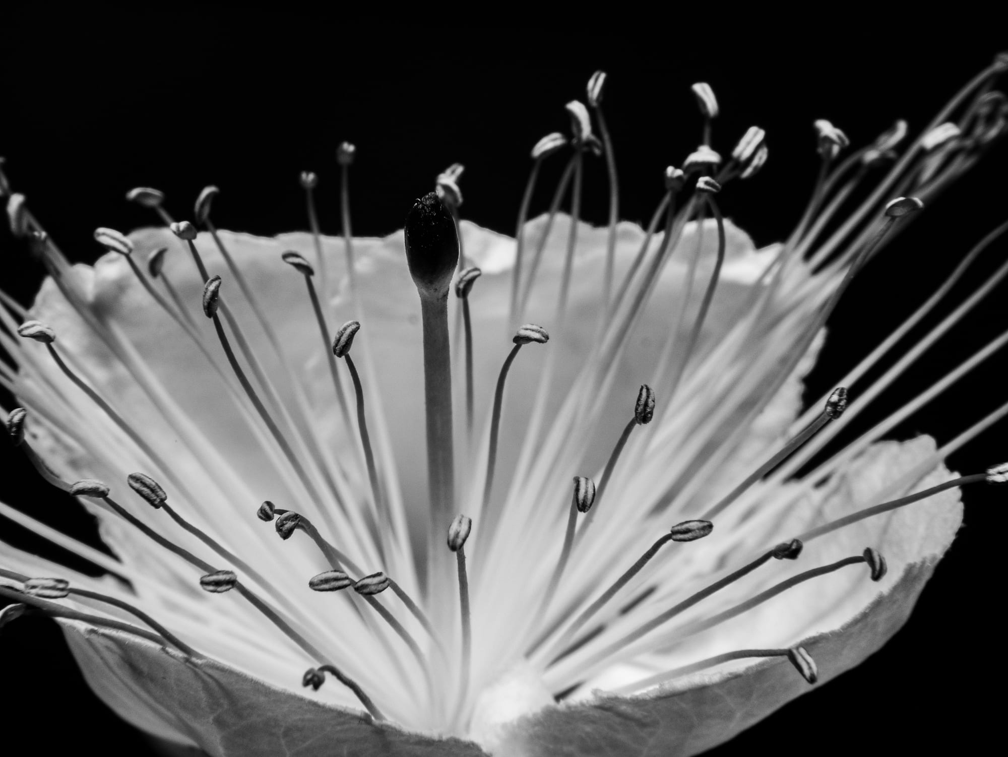 Stamens