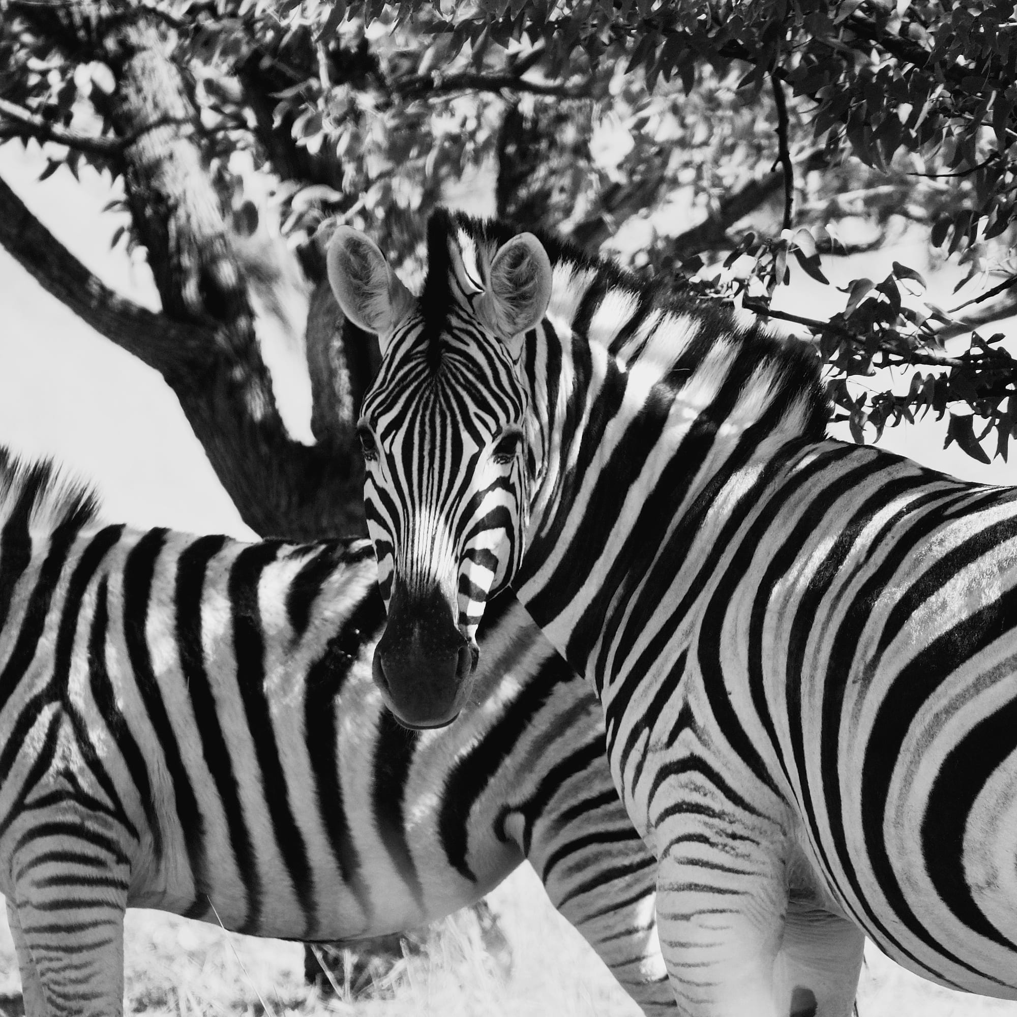 Zebra
