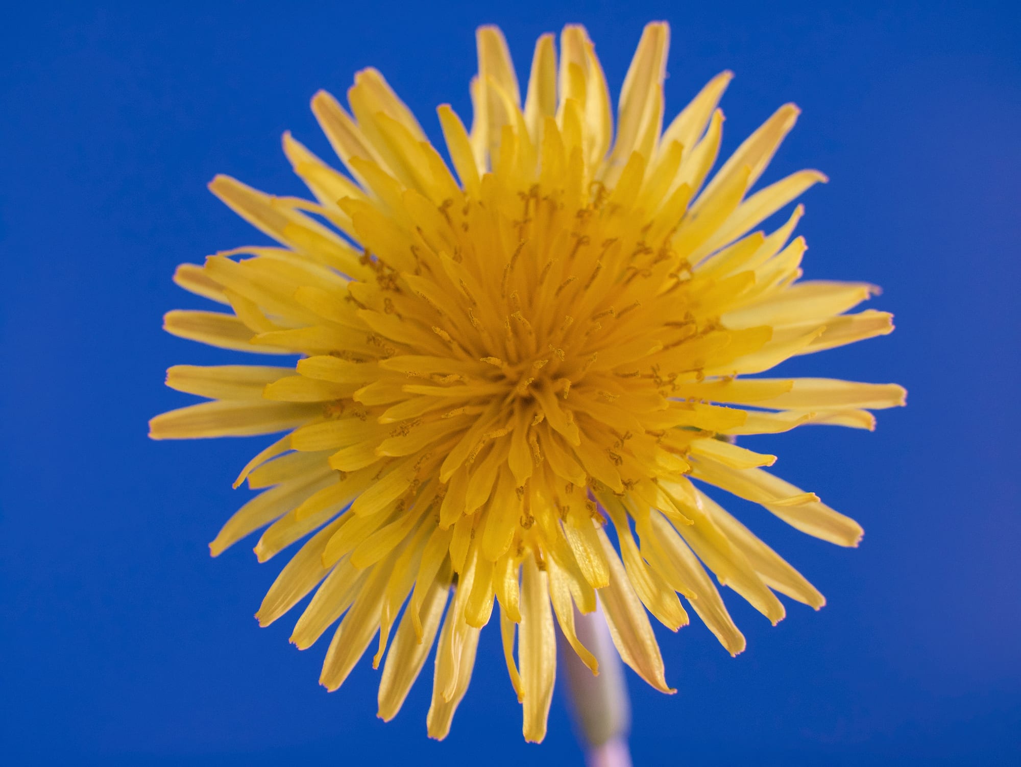 Dandelions