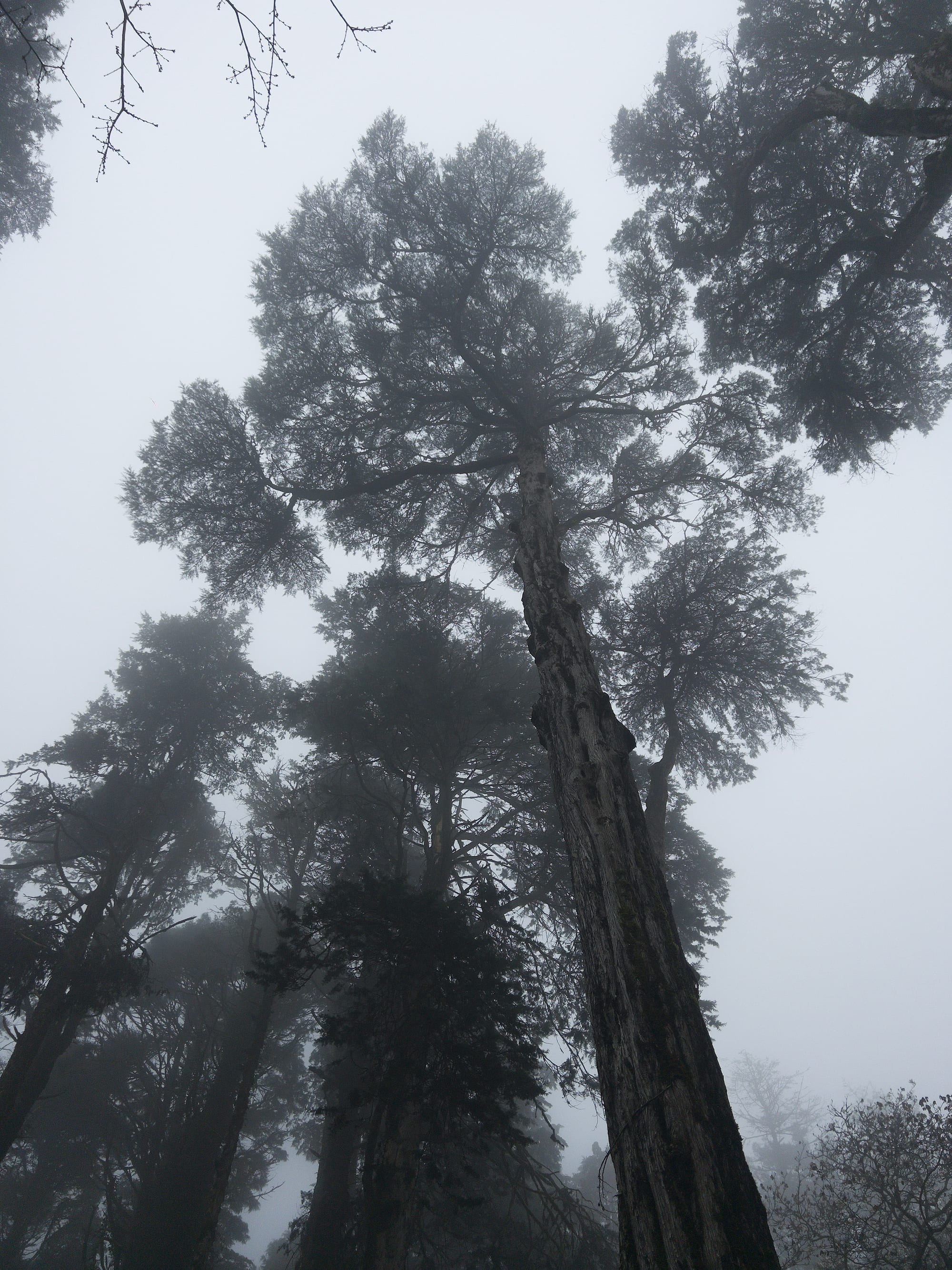 Tall Trees, Mist