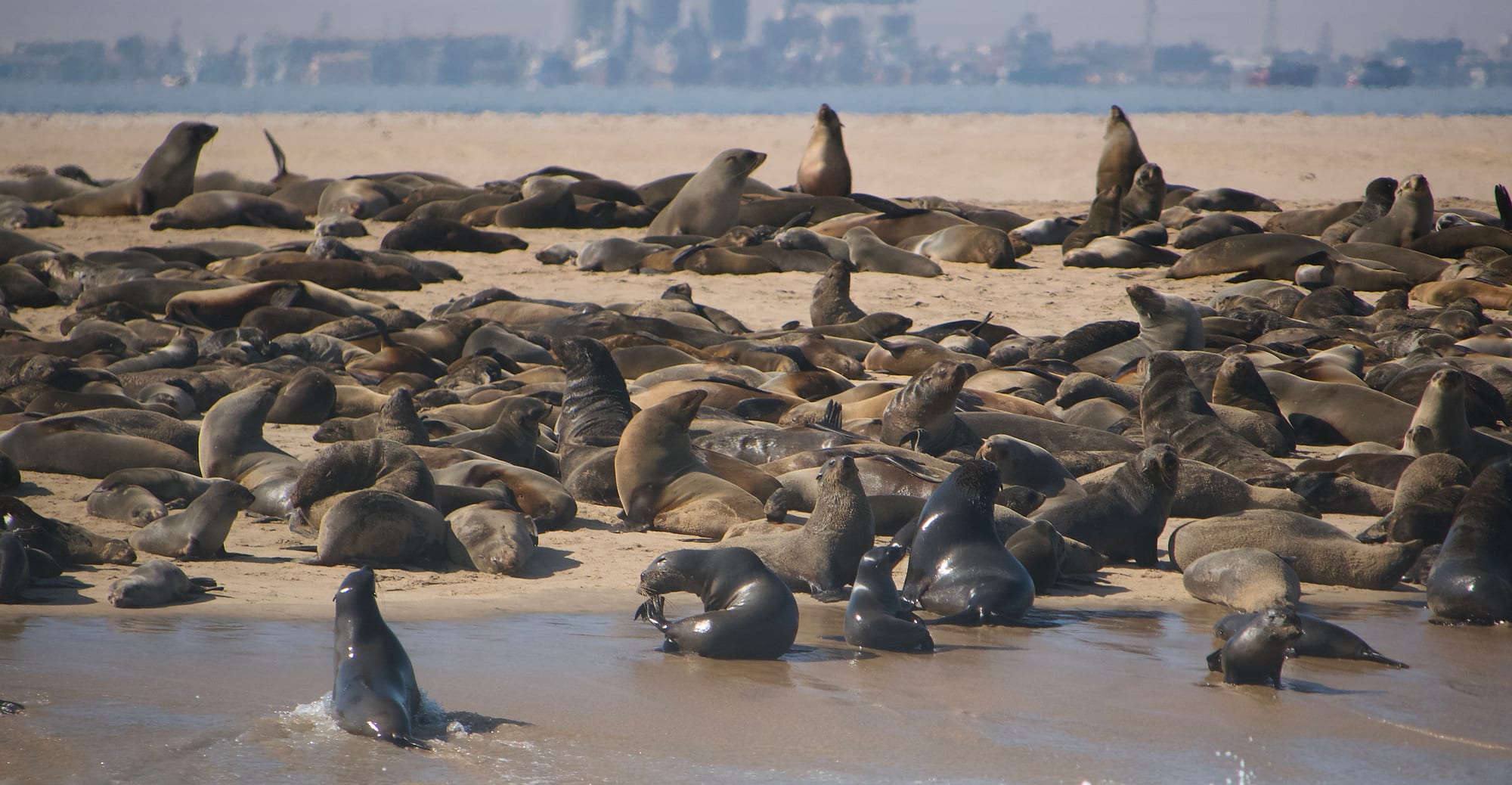 Cape Fur Seals