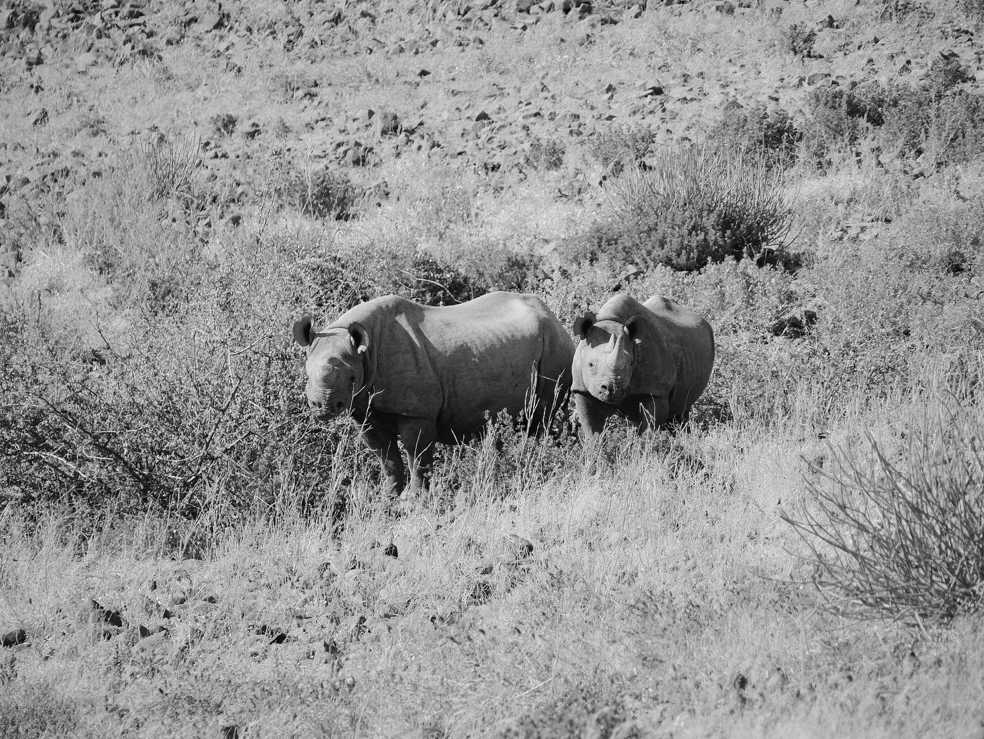 Tracking Black Rhino