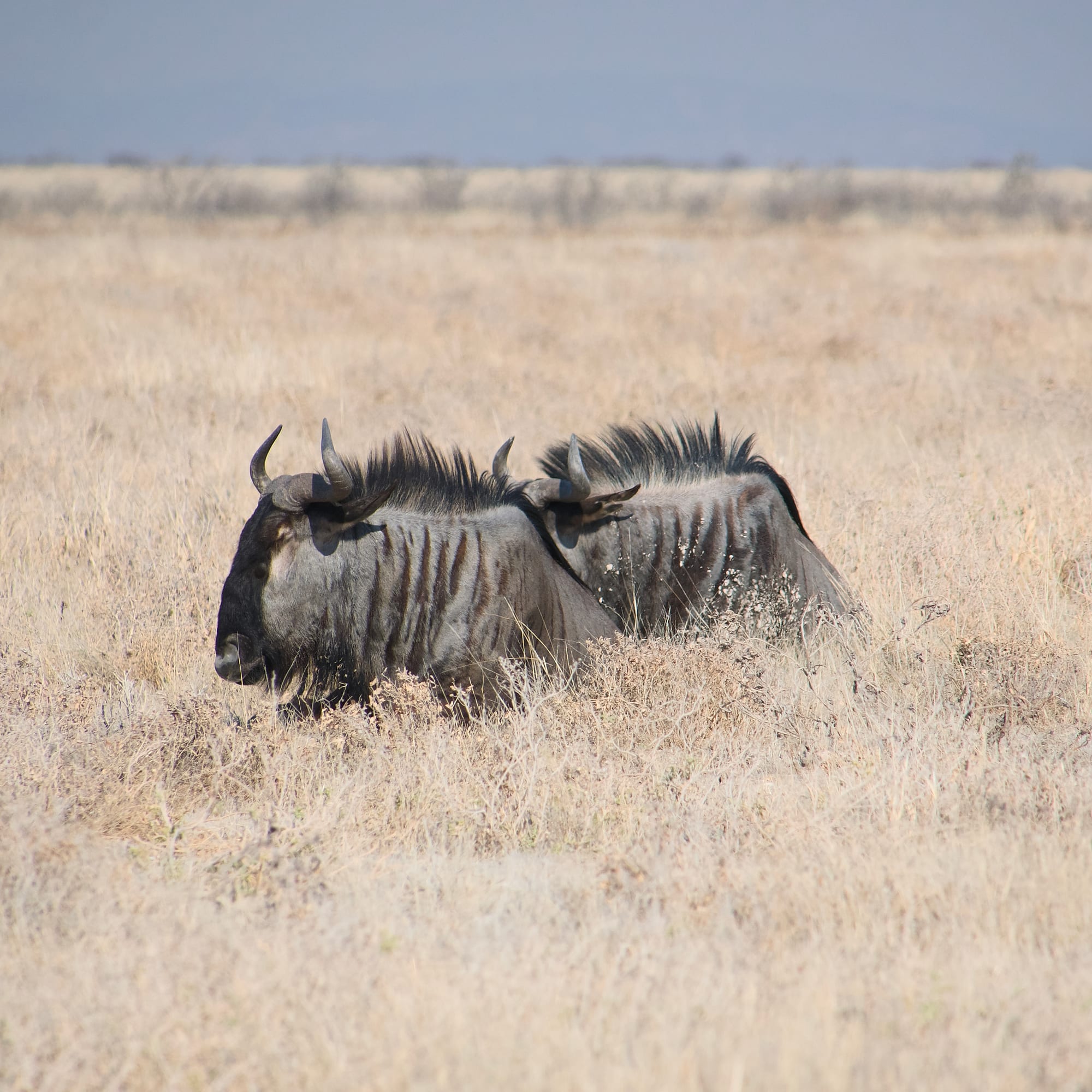 Wildebeest