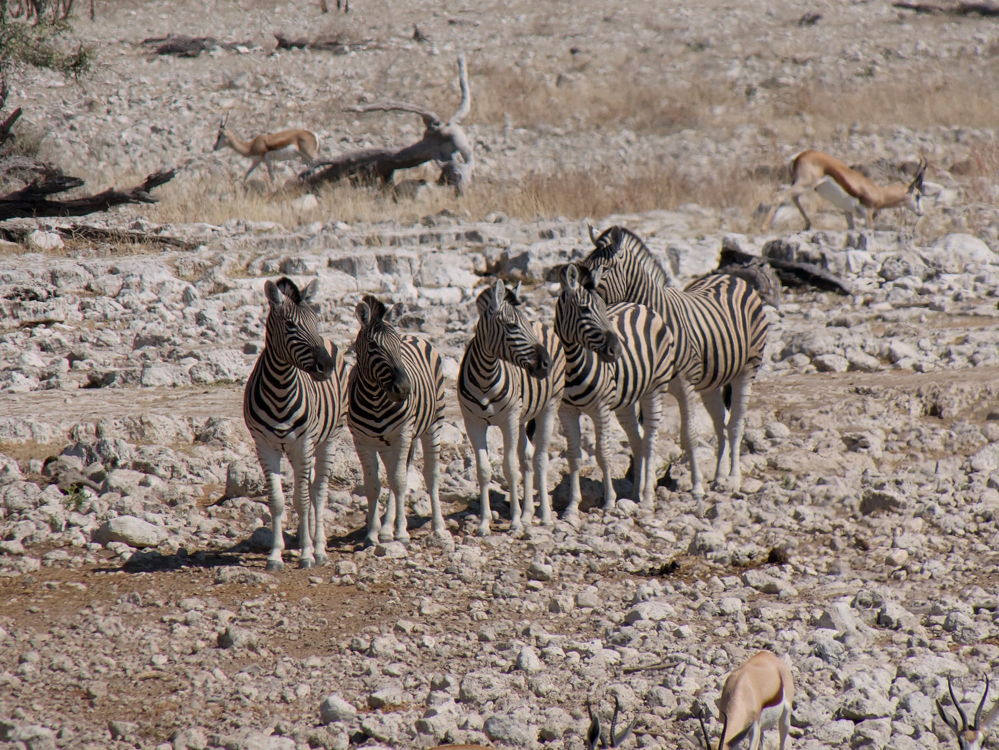 At the Waterhole