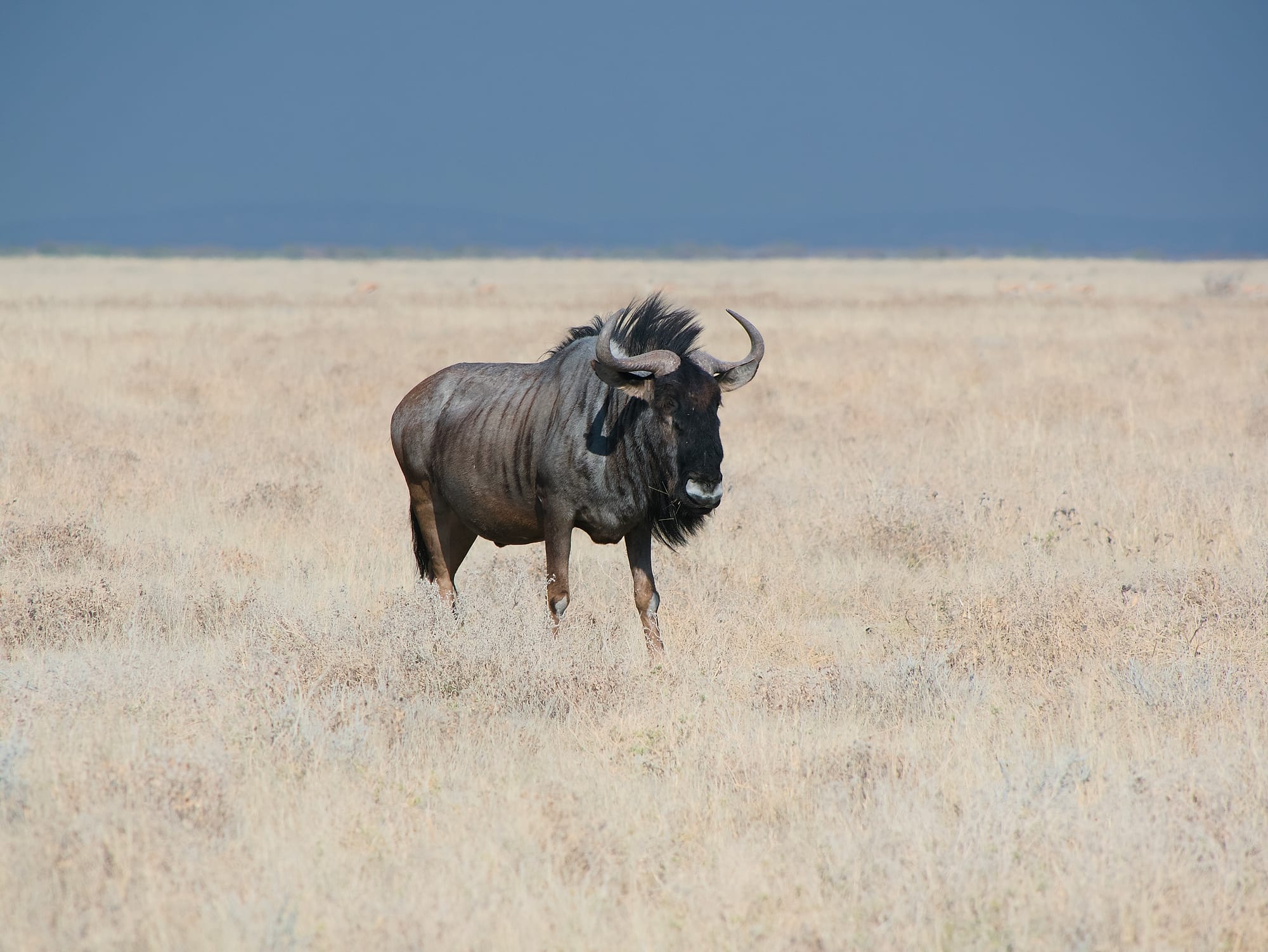 Wildebeest