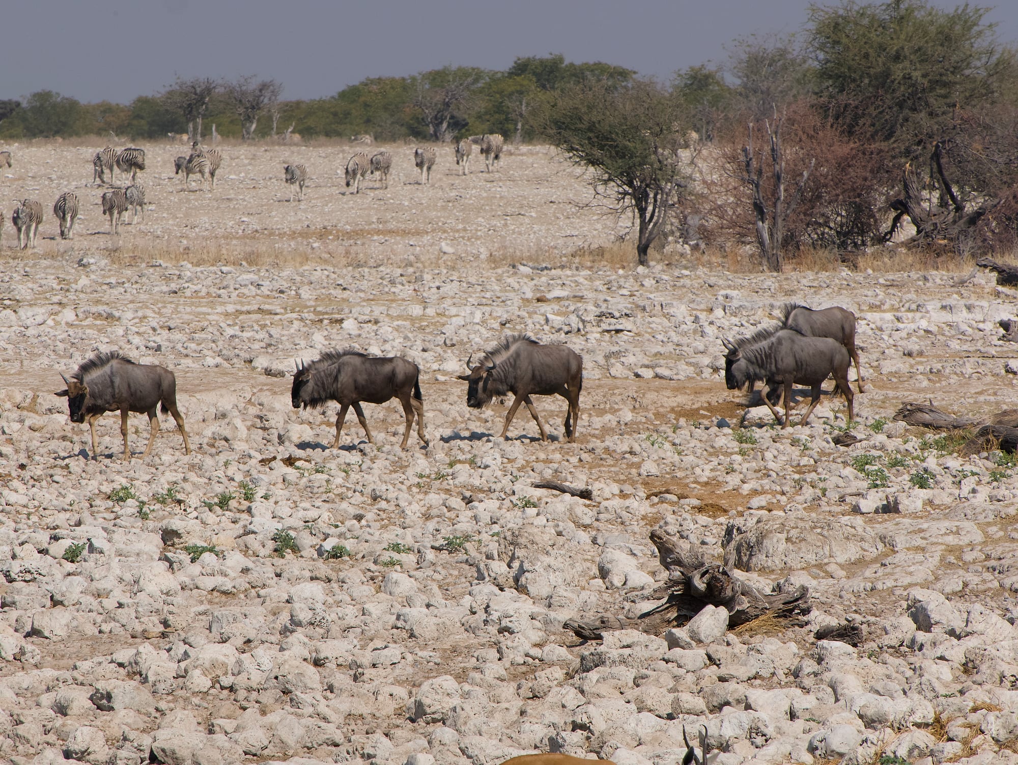 Wildebeest