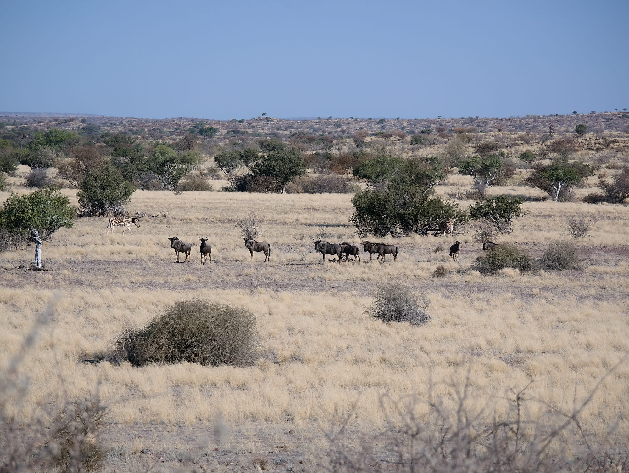 Wildebeest