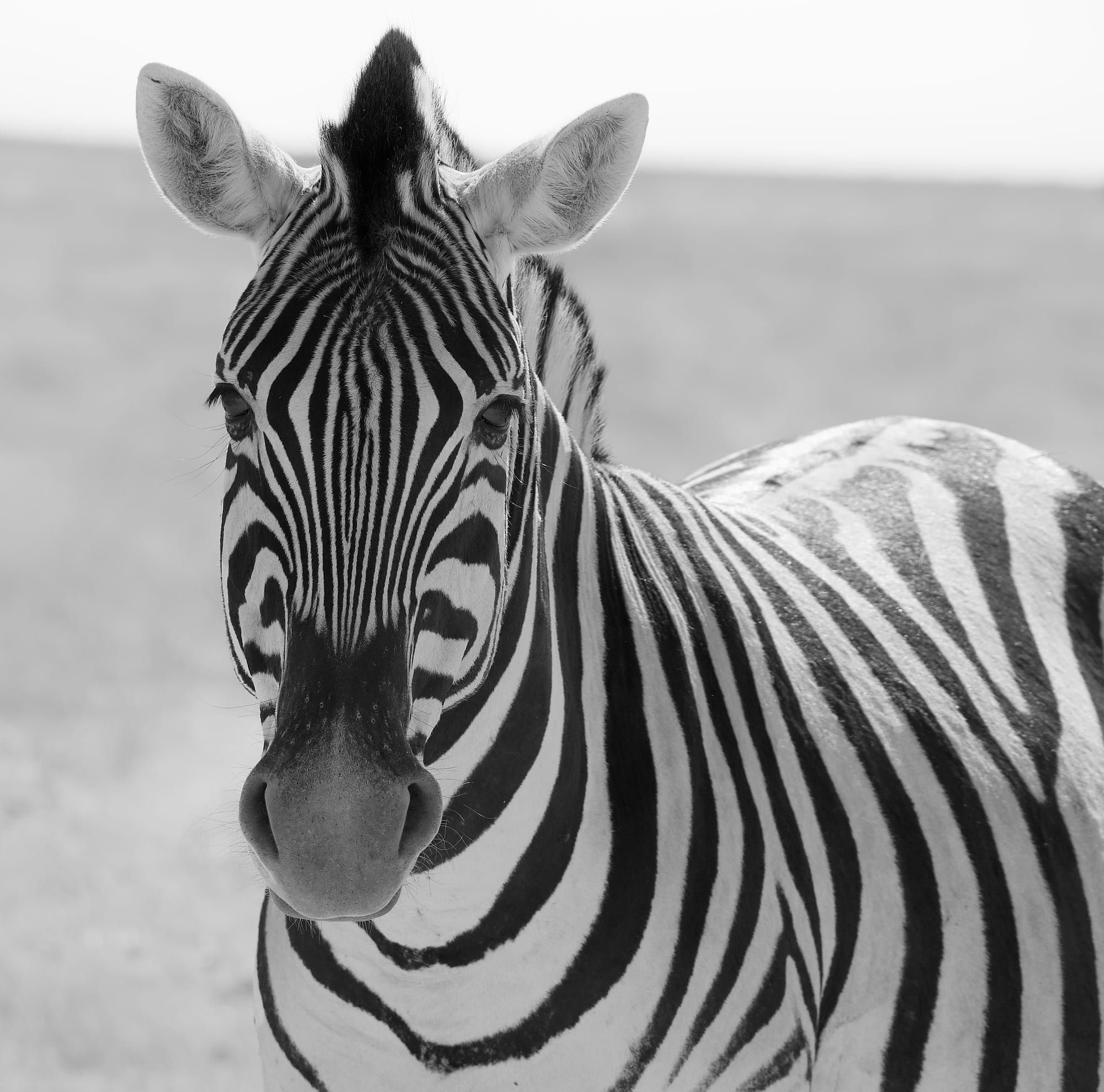 Zebra