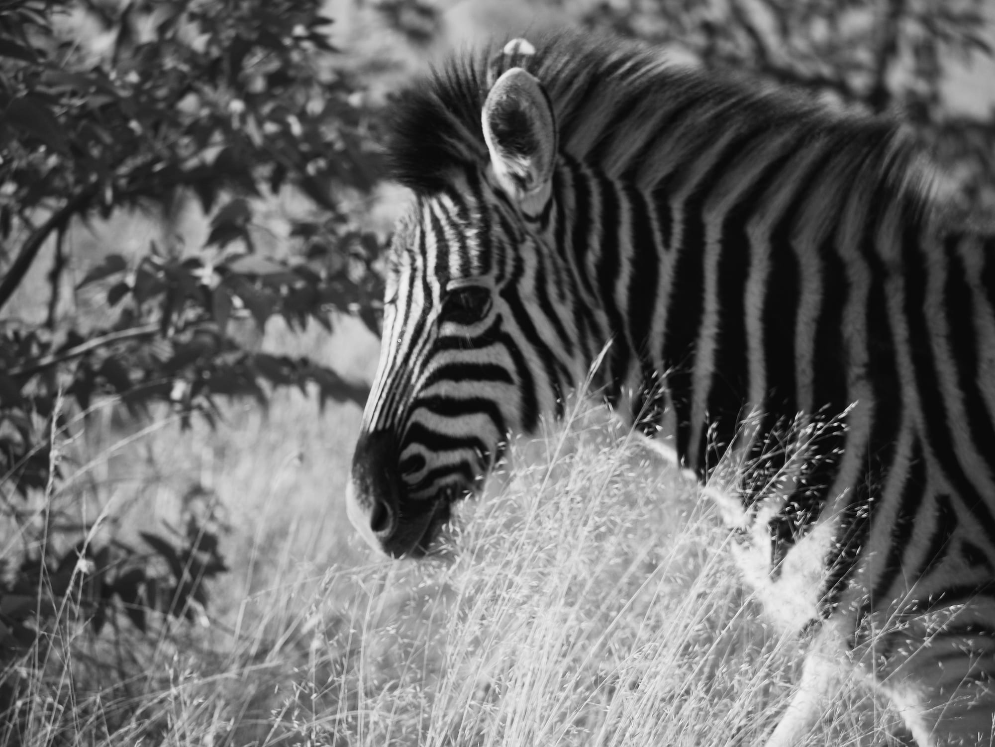 Zebra