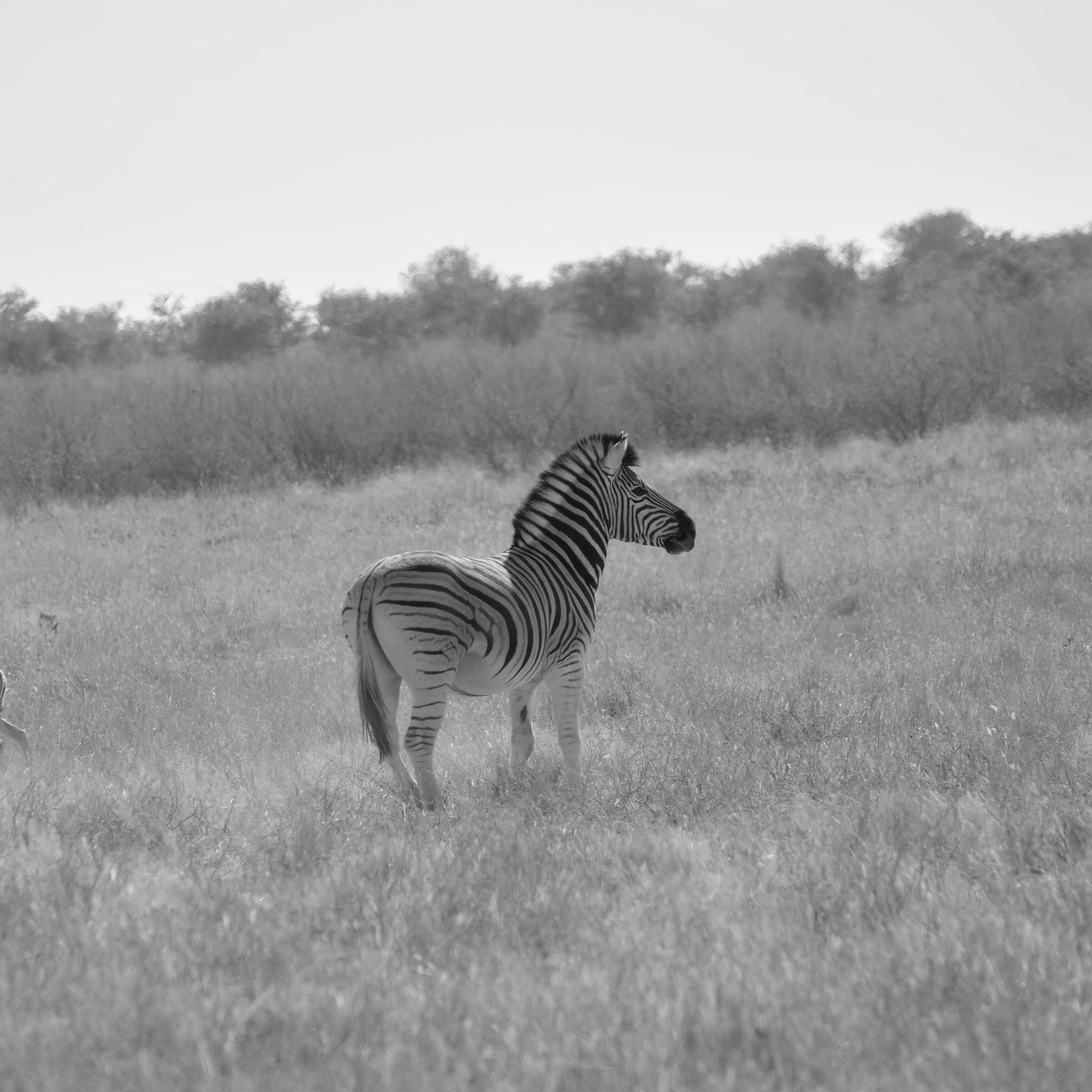Zebra